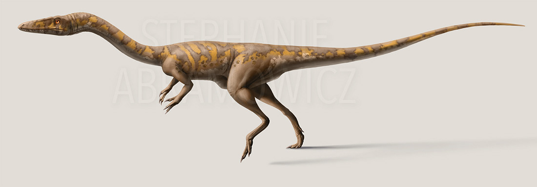 Coelophysis, illustration by Stephanie Abramowicz.