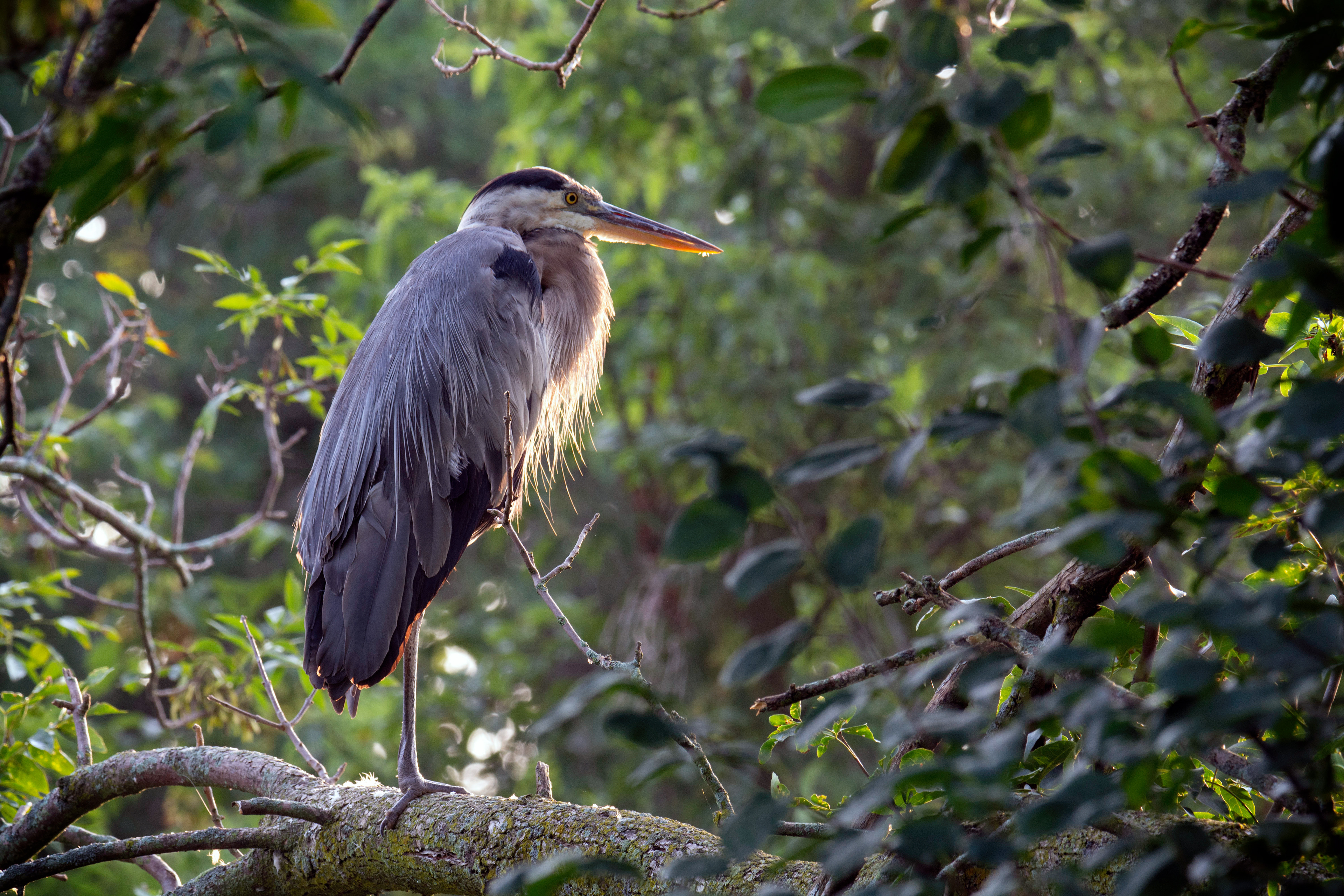 Great Blue Heron