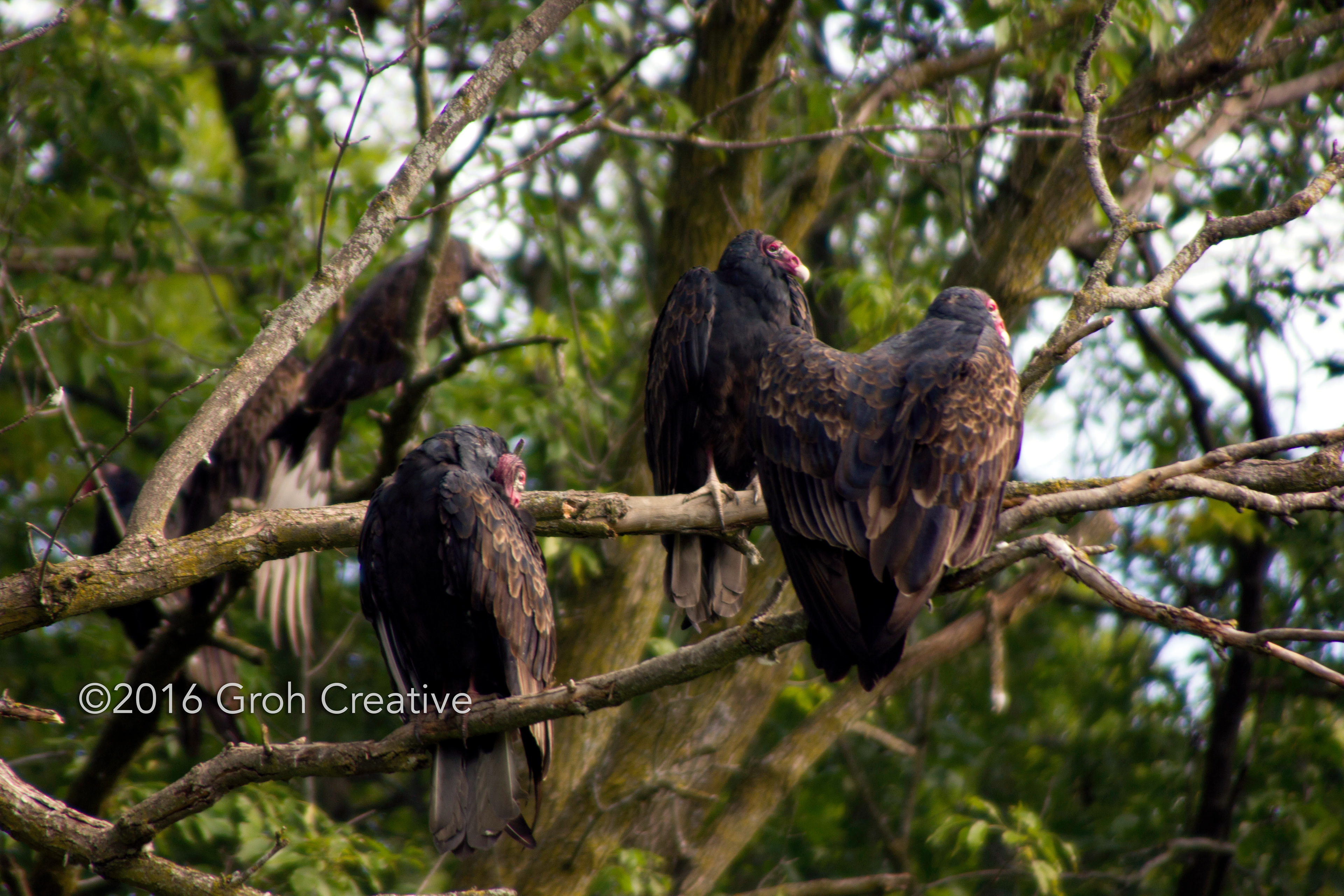 Groh Creative PHOTOS Wisconsin Turkey Vultures