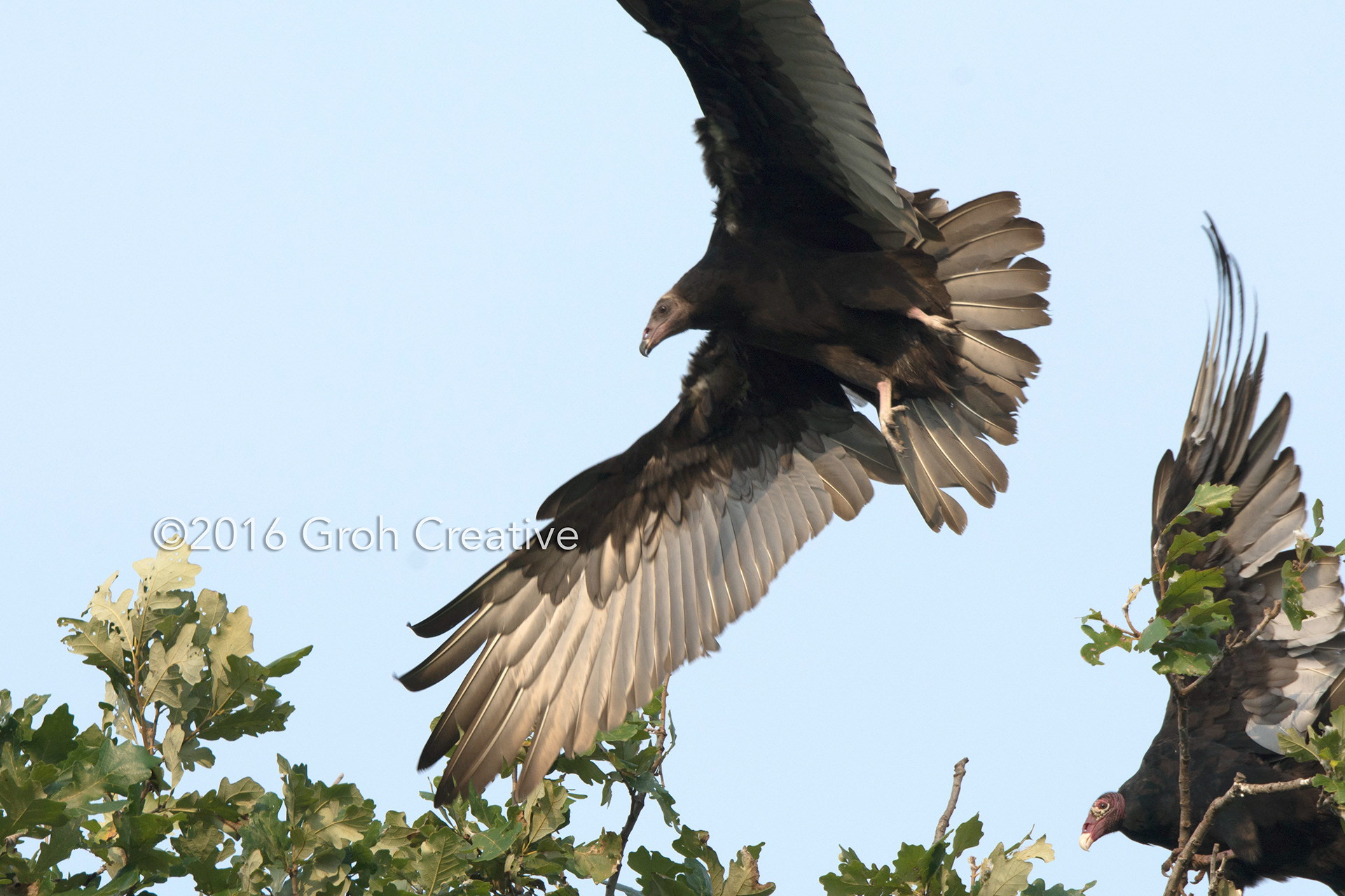 Groh Creative PHOTOS Wisconsin Turkey Vultures