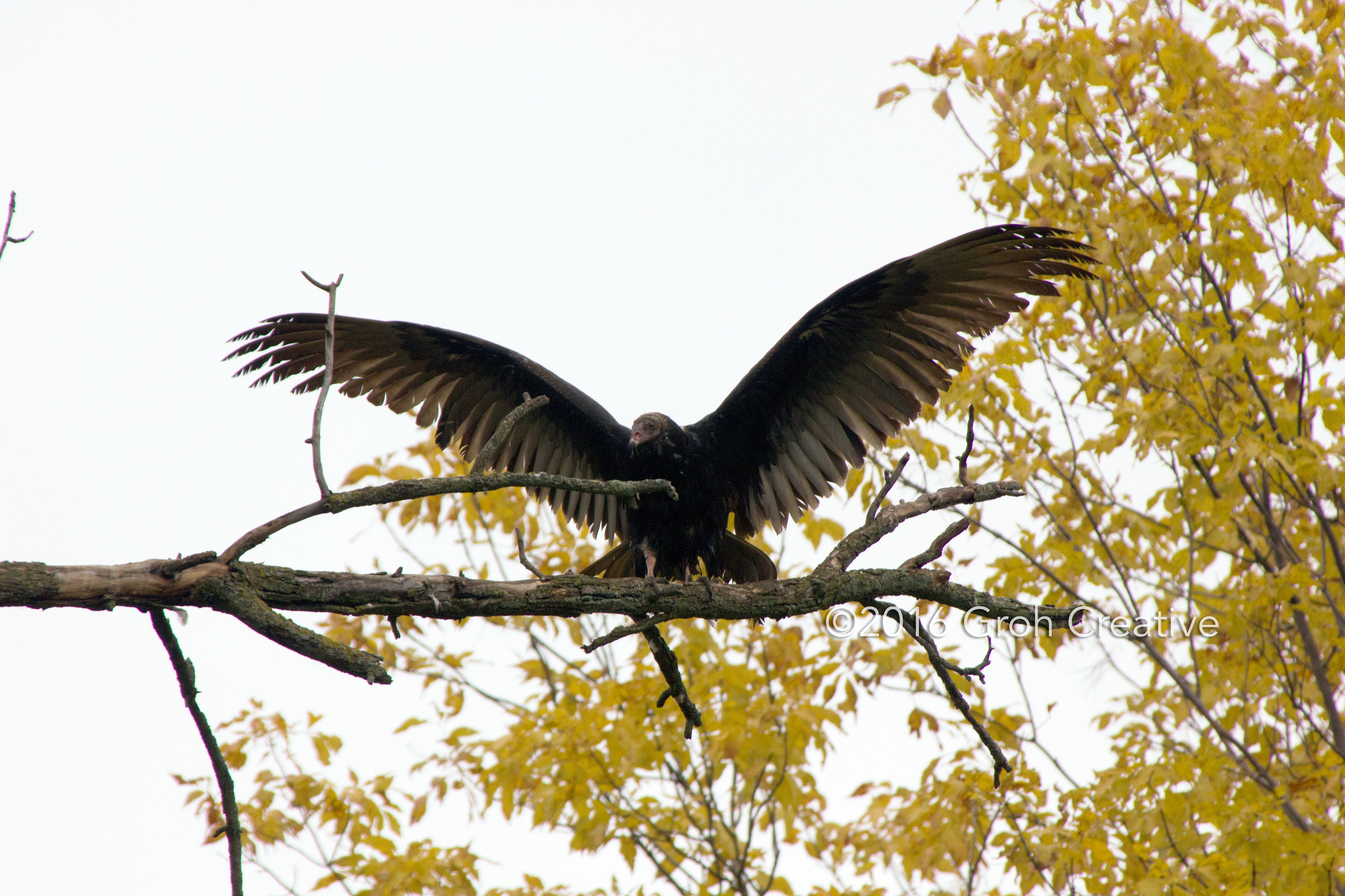 Groh Creative PHOTOS Wisconsin Turkey Vultures