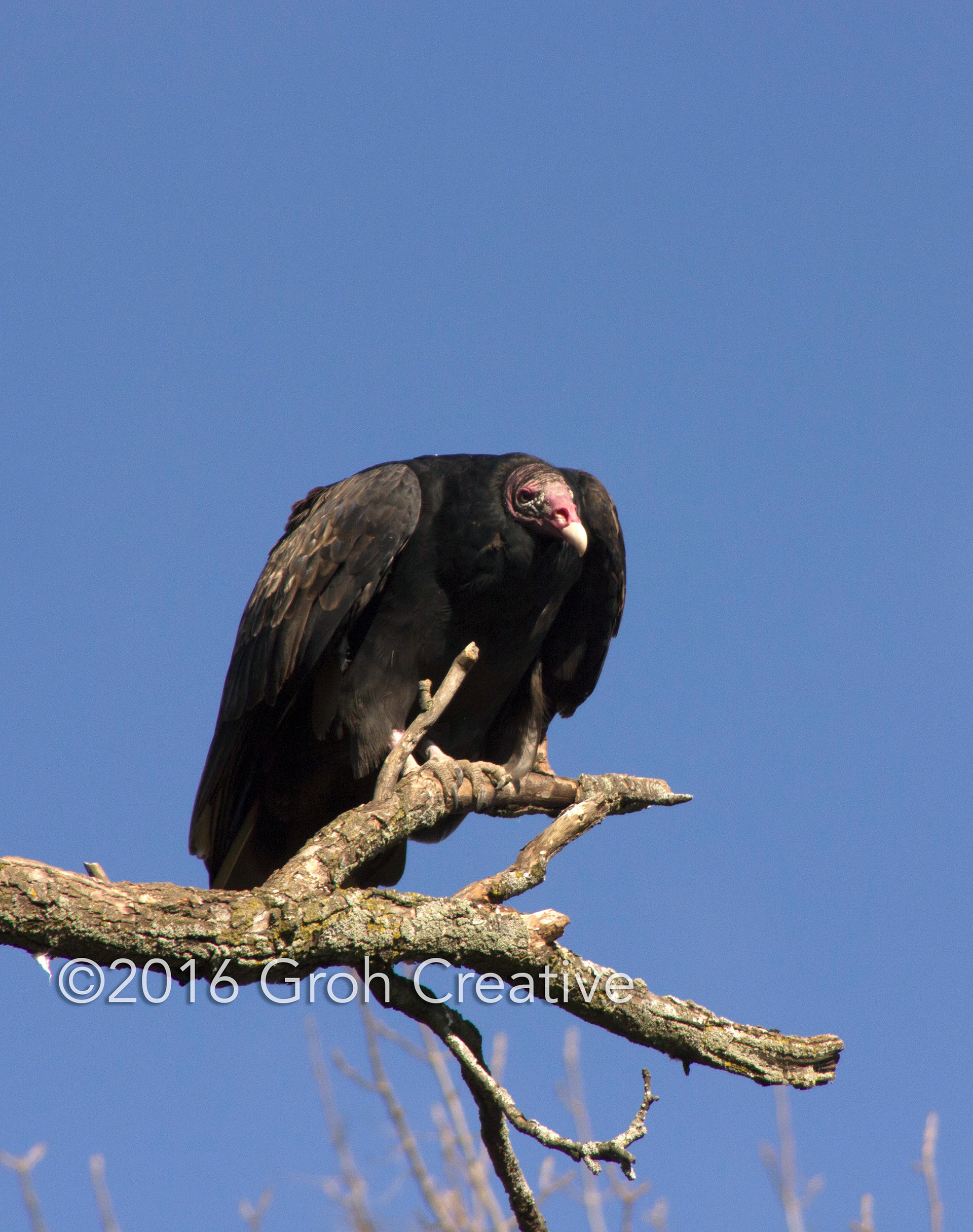 Groh Creative PHOTOS Wisconsin Turkey Vultures