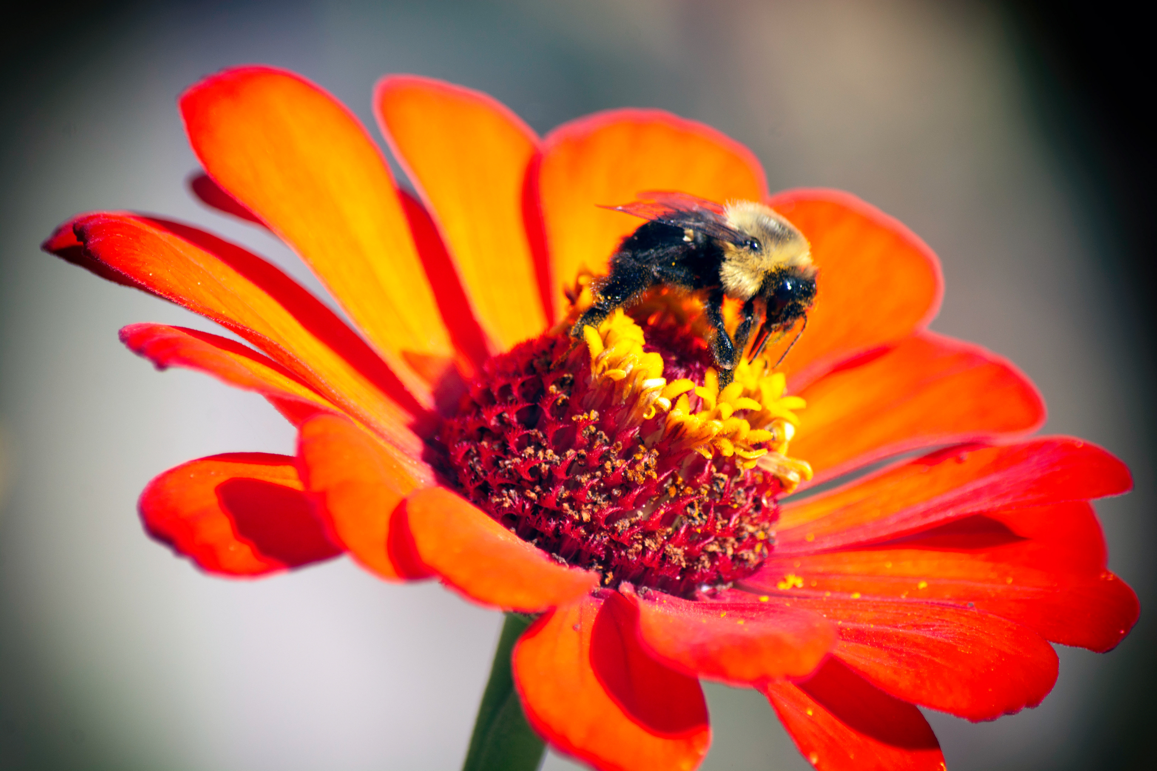 Bumblebee
