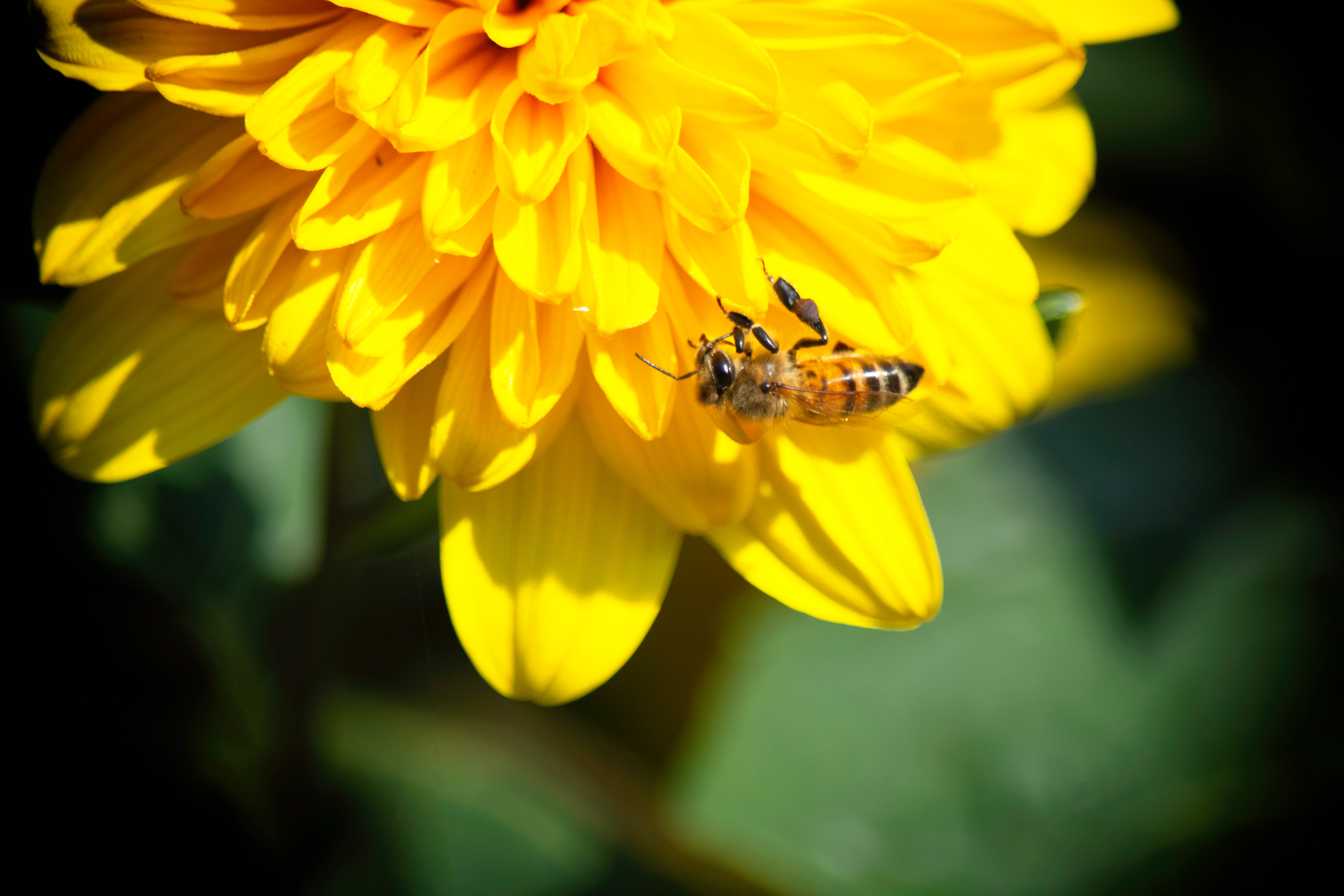 Bee