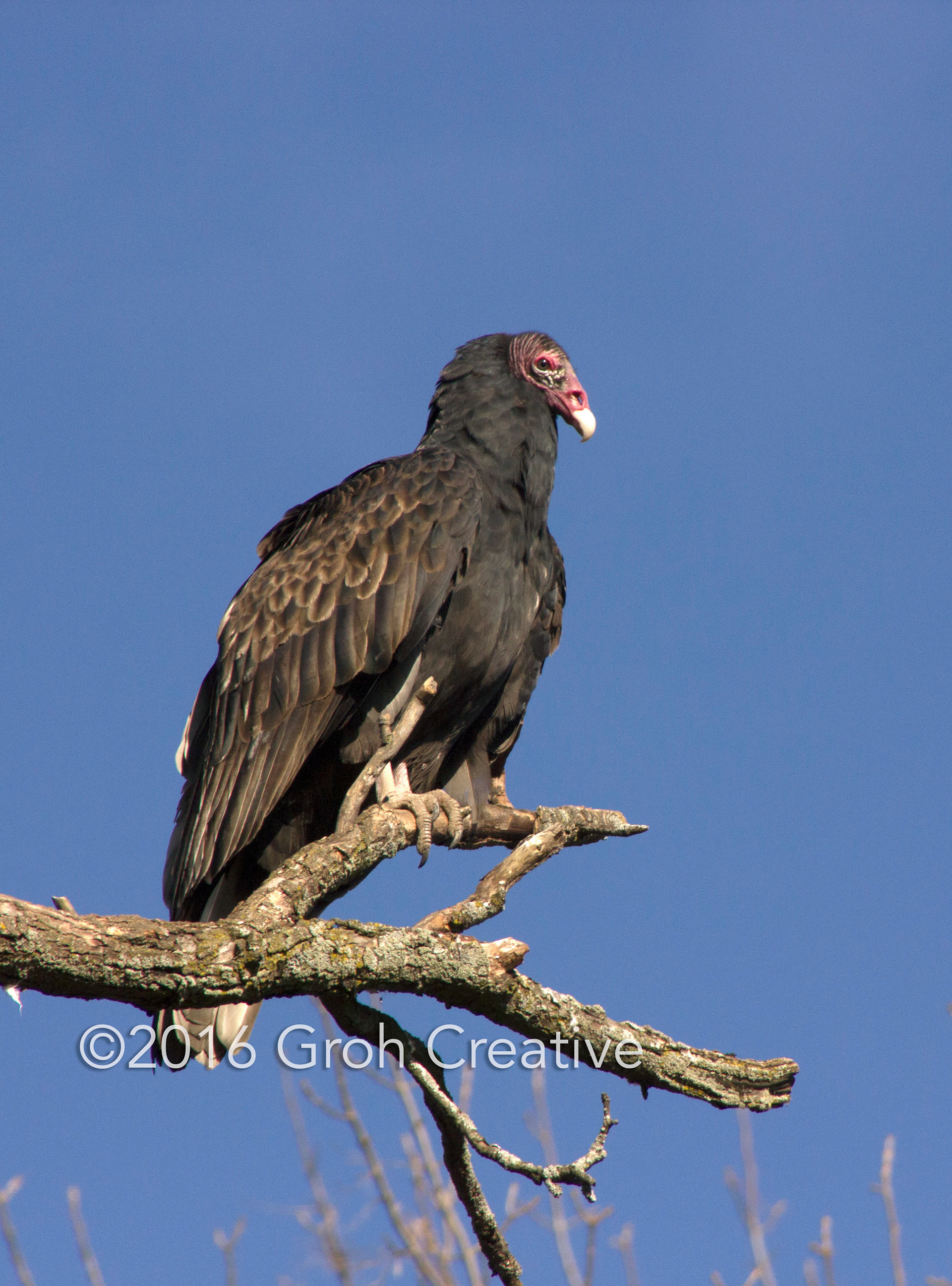 Groh Creative PHOTOS Wisconsin Turkey Vultures