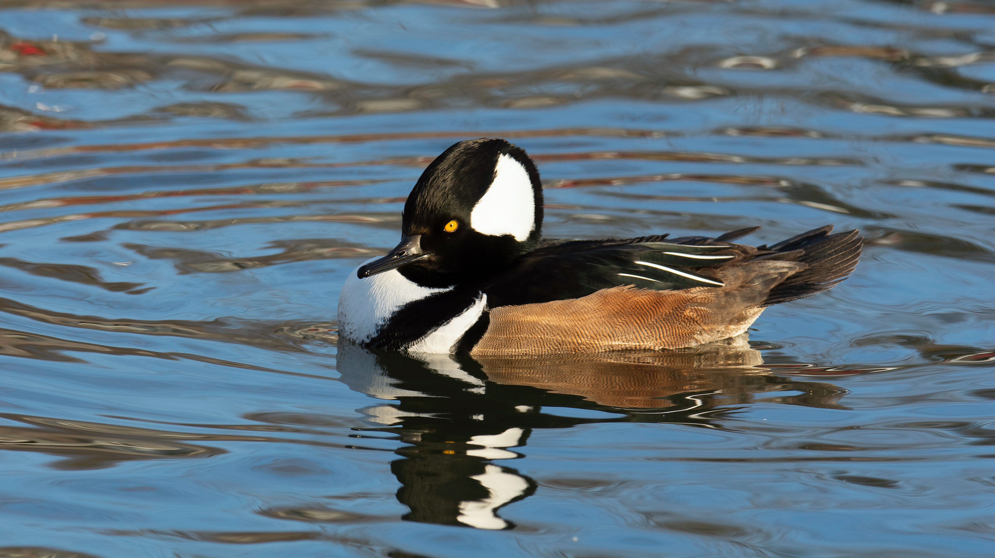 Hooded Merganser Duck