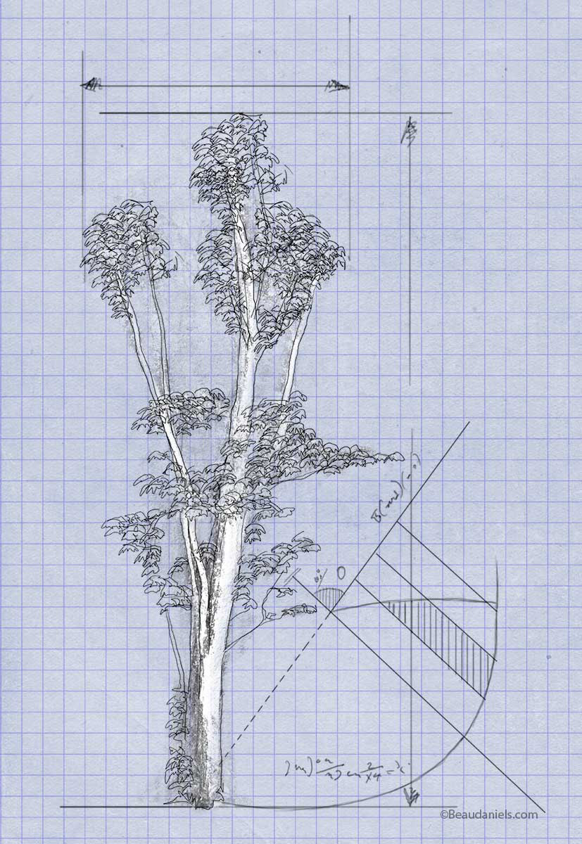 Rubber tree