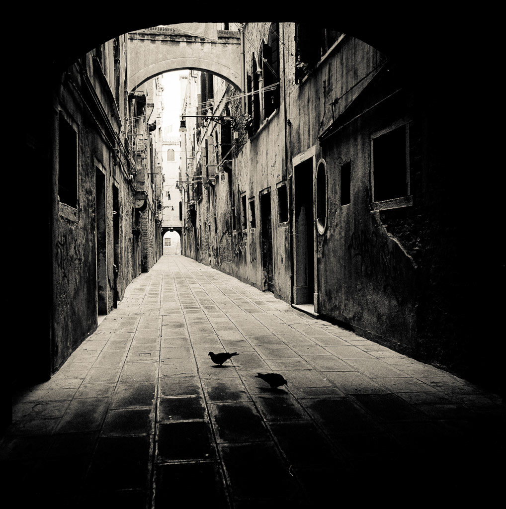 Pigeon, Venice, Italy, 2005