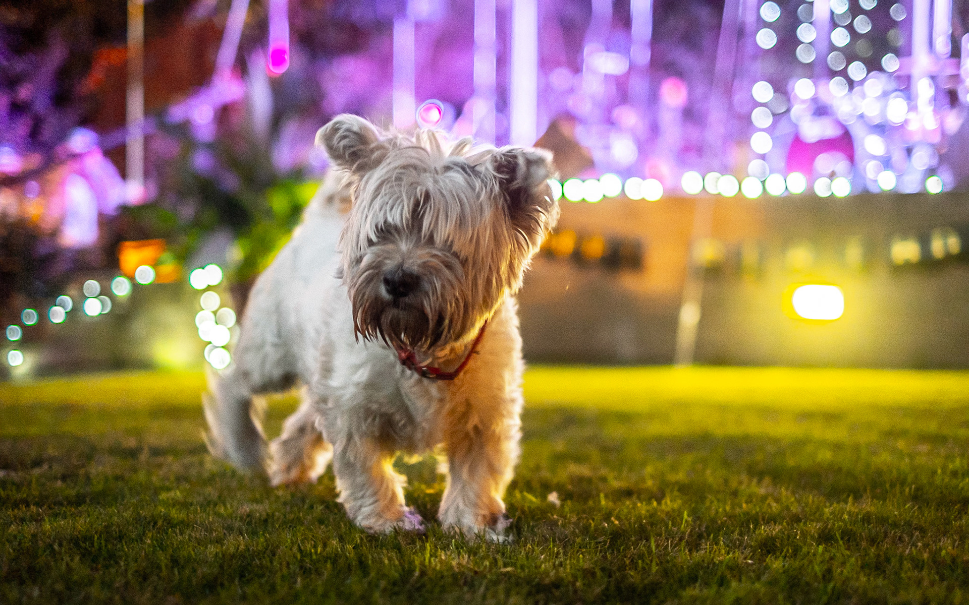 Birthday Party - Event Photography