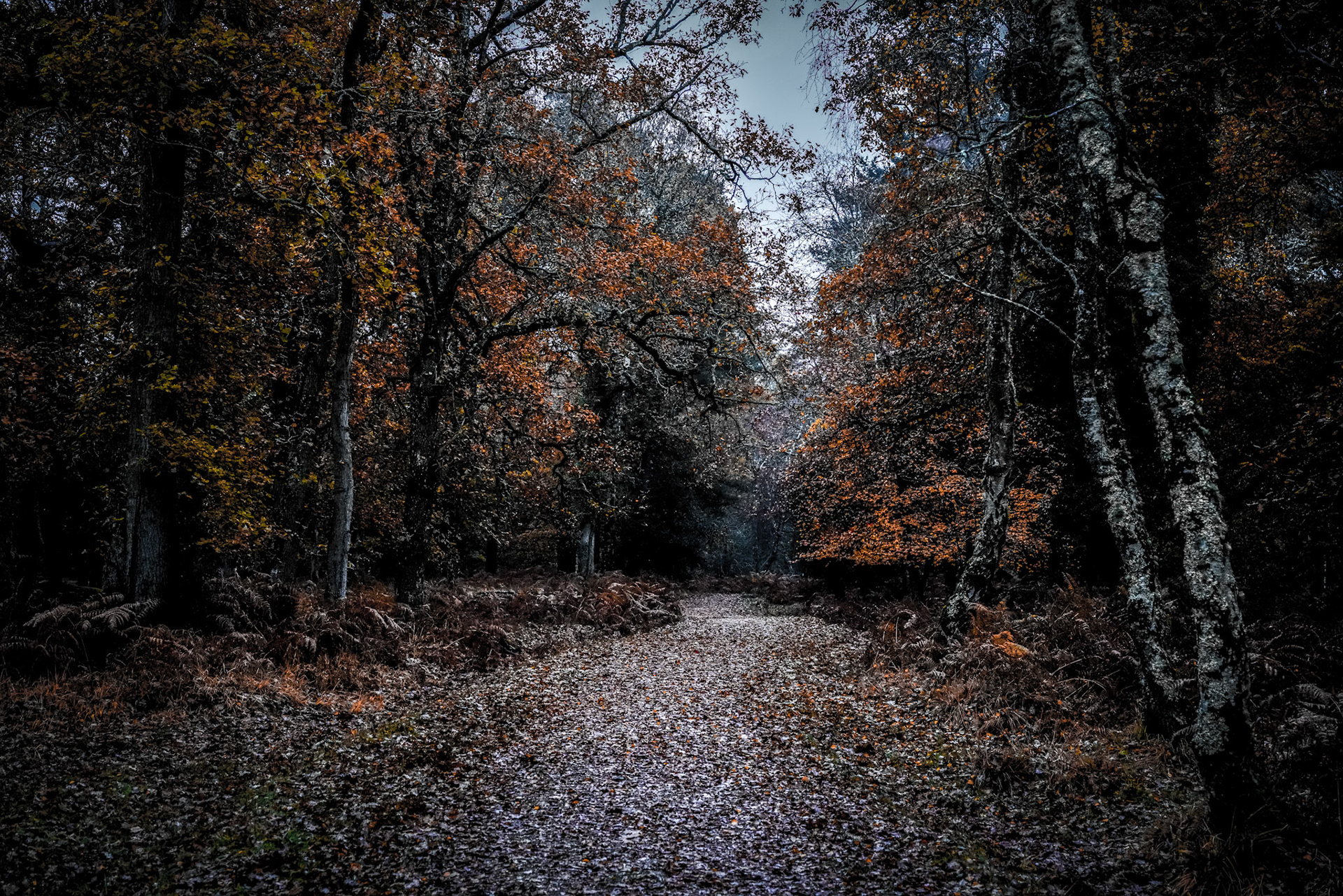 Autumn Path - Landscape Photography