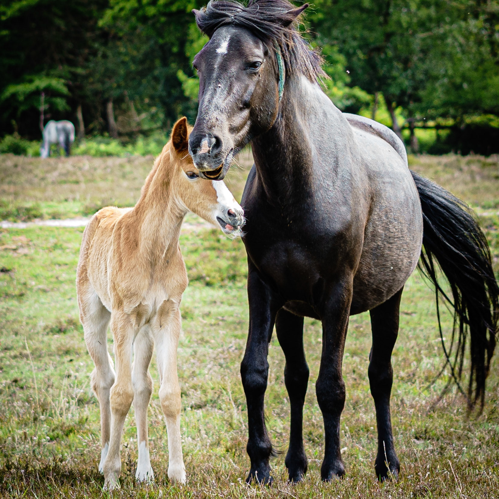 New Forest Foal - Nature Photography