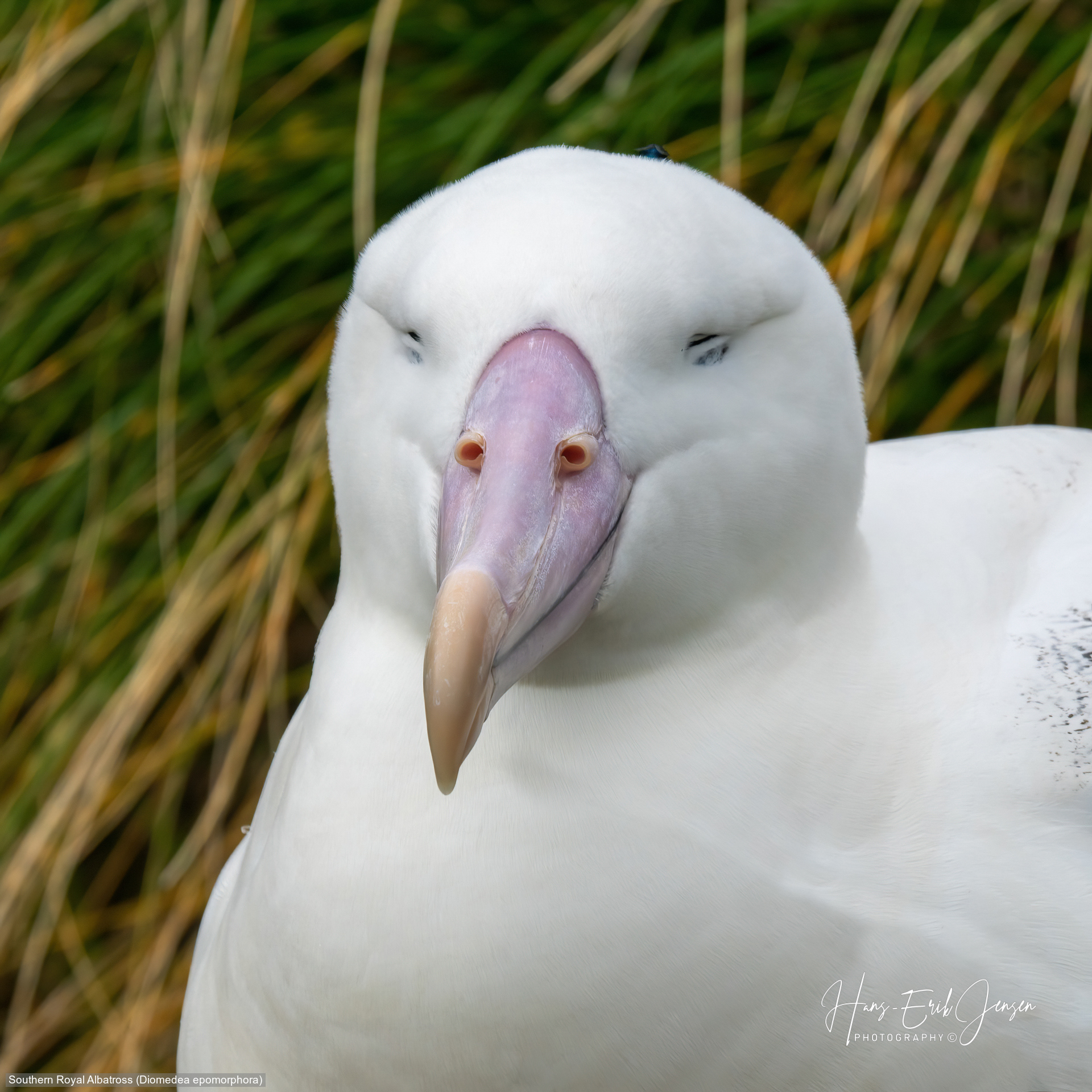 Albatross 36