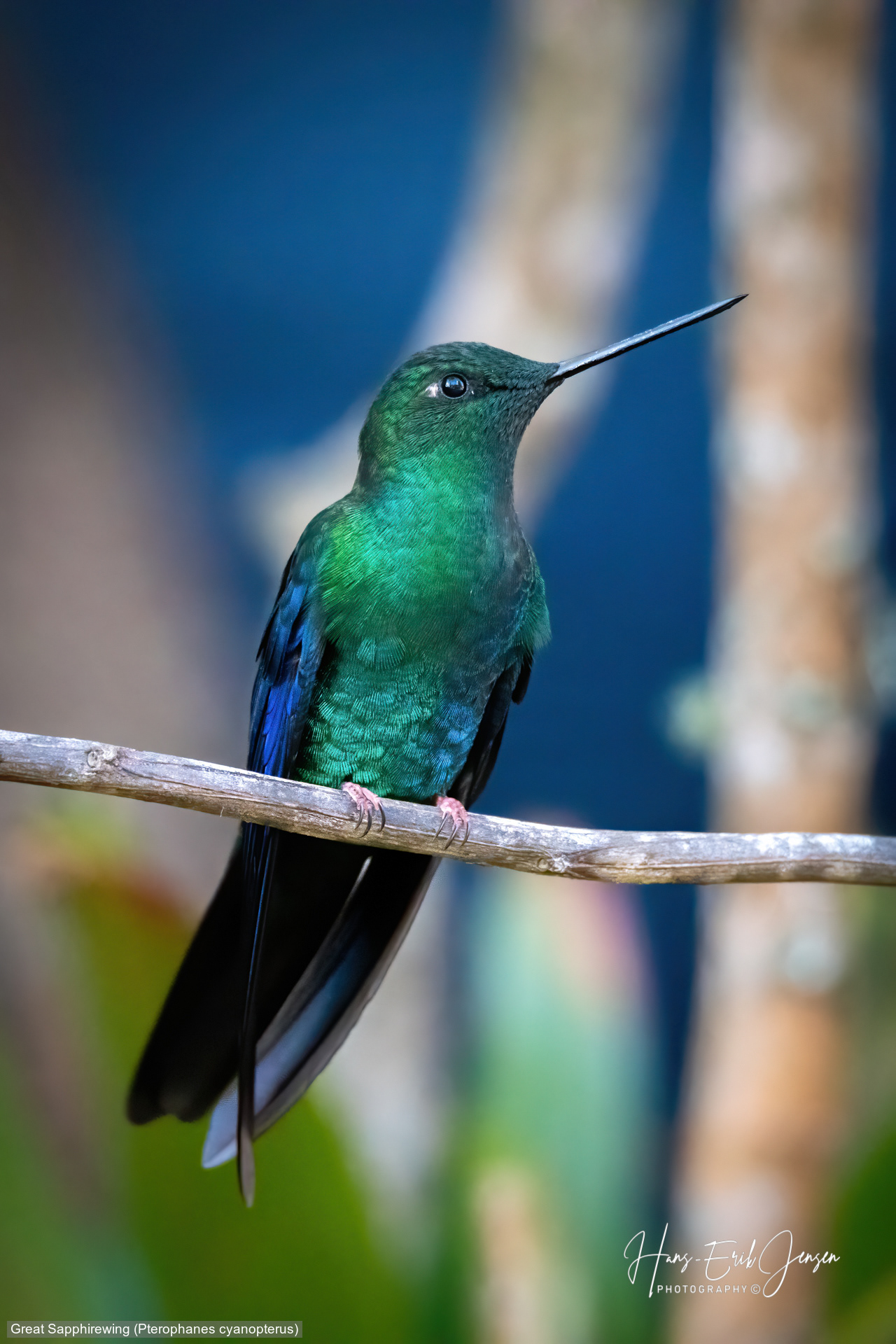 Hummingbird 25