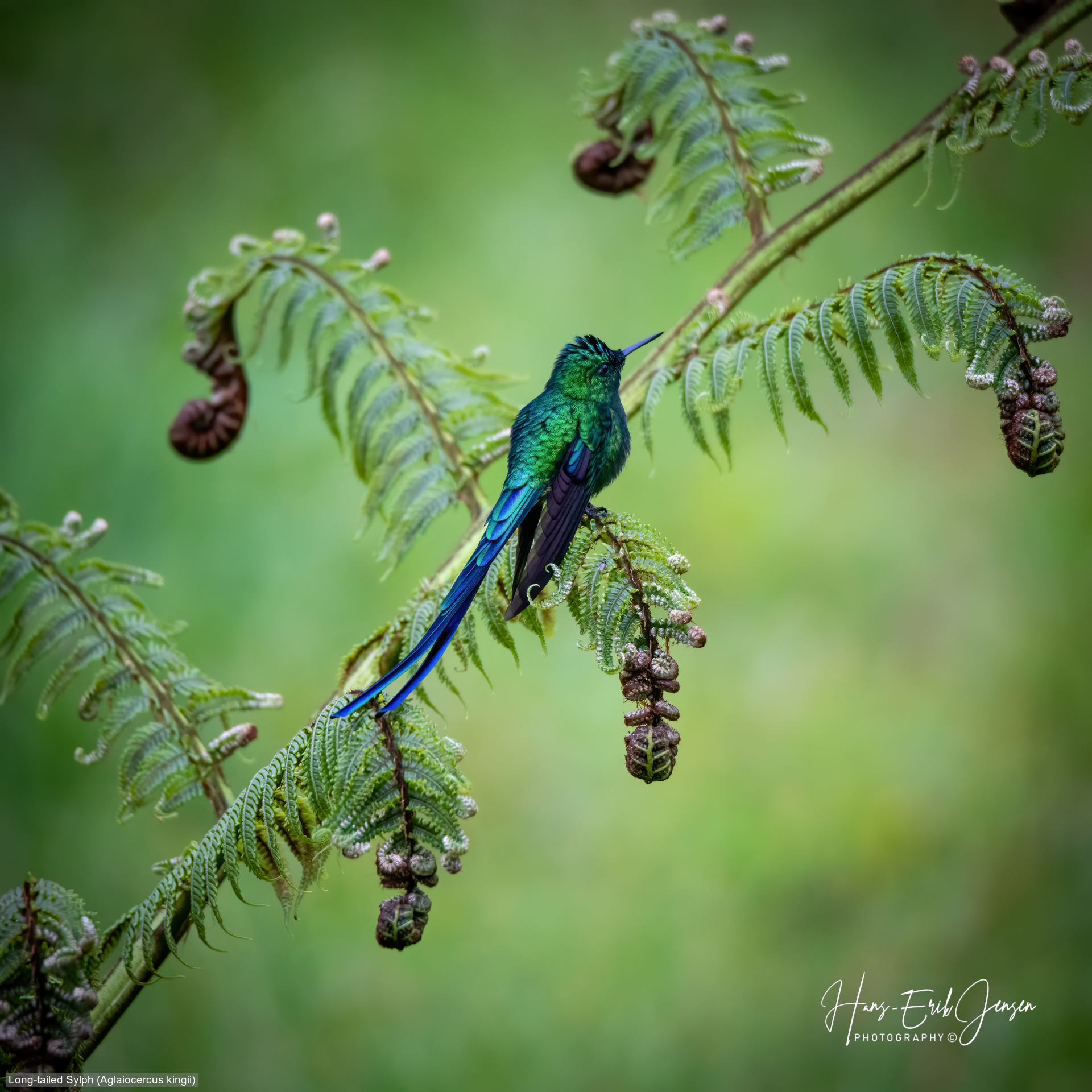Hummingbird 23