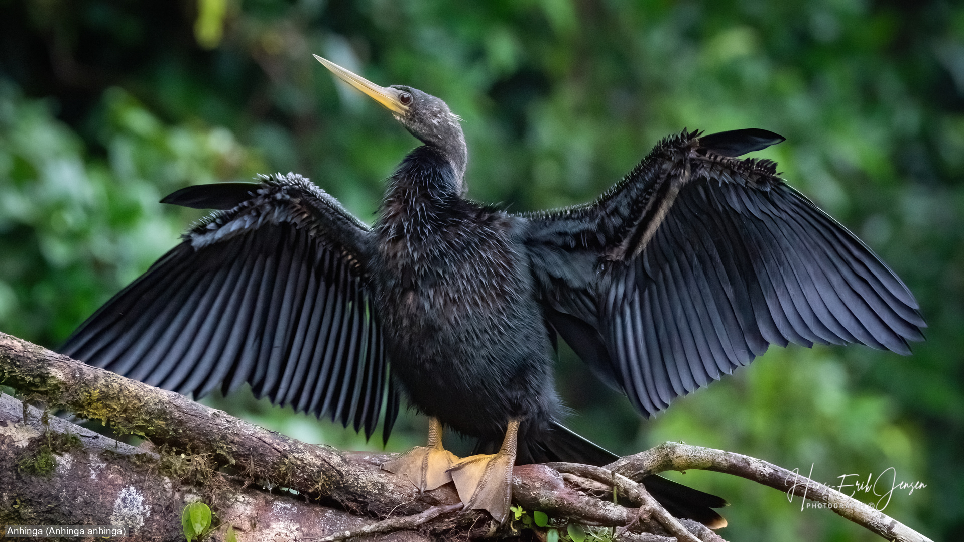 Bird 78