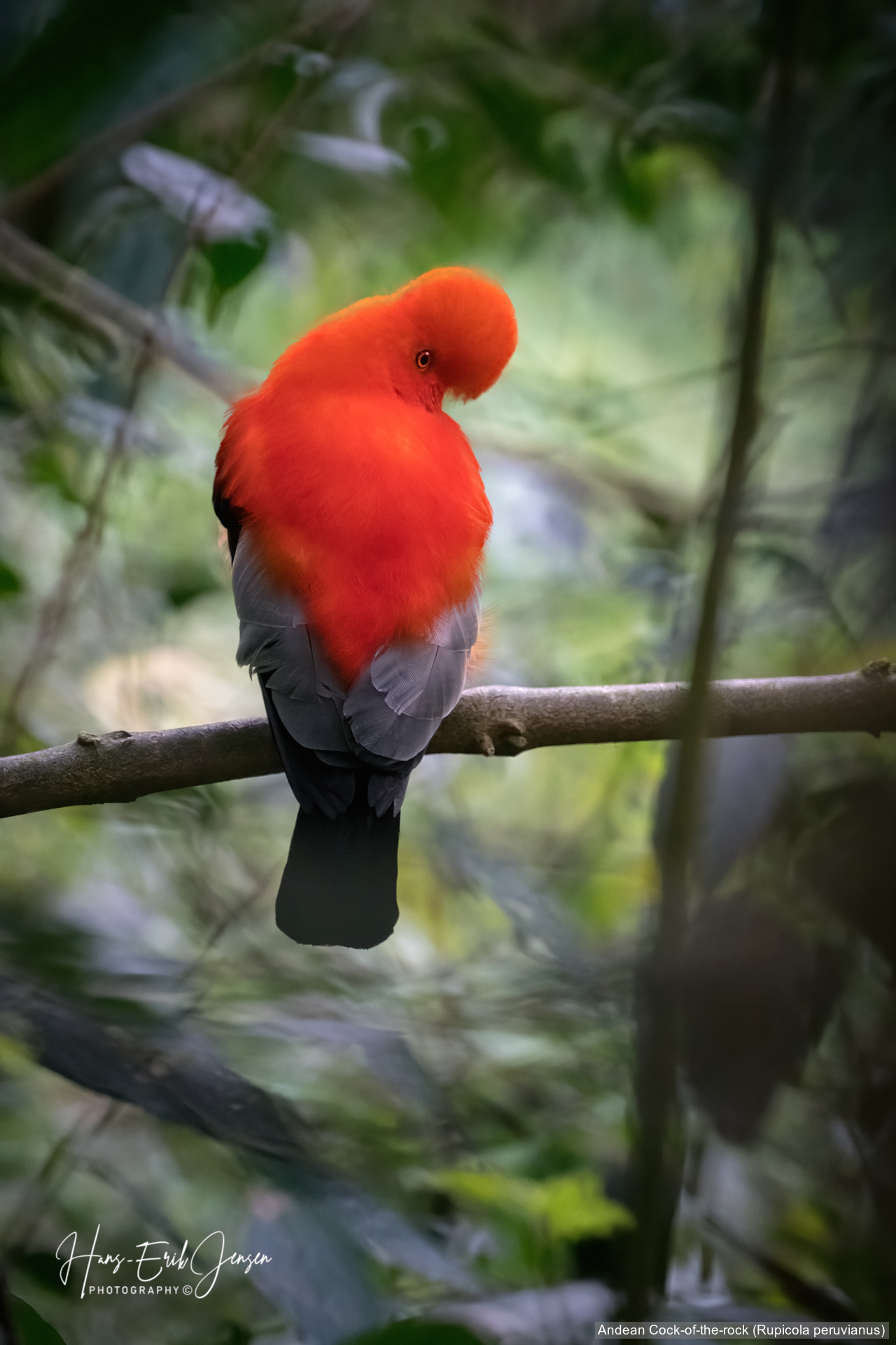 Bird 52