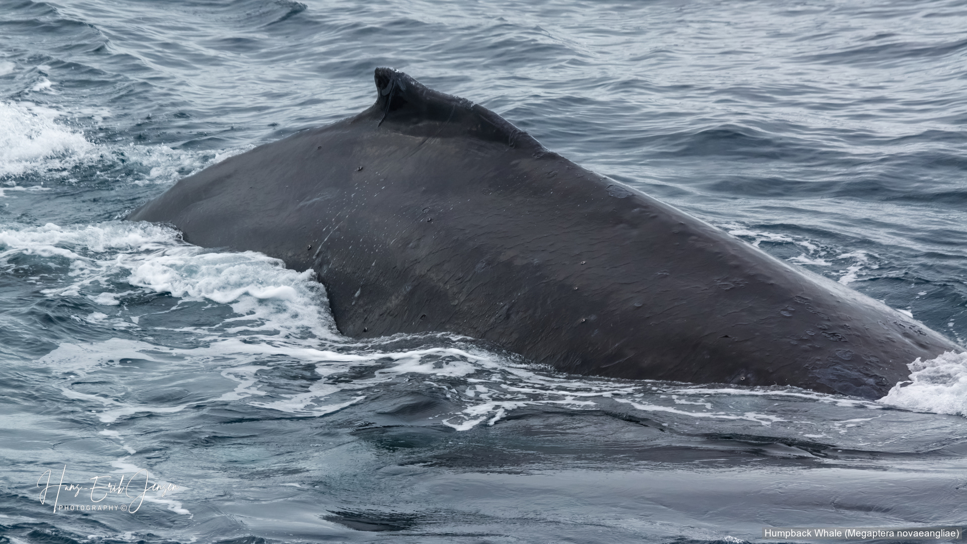 Mammal 48