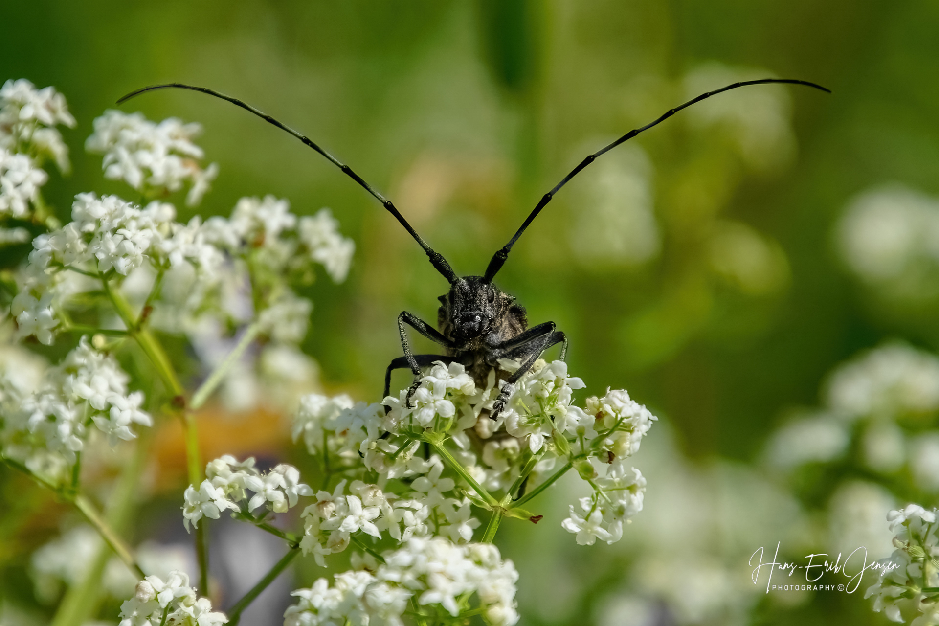 Bug 53