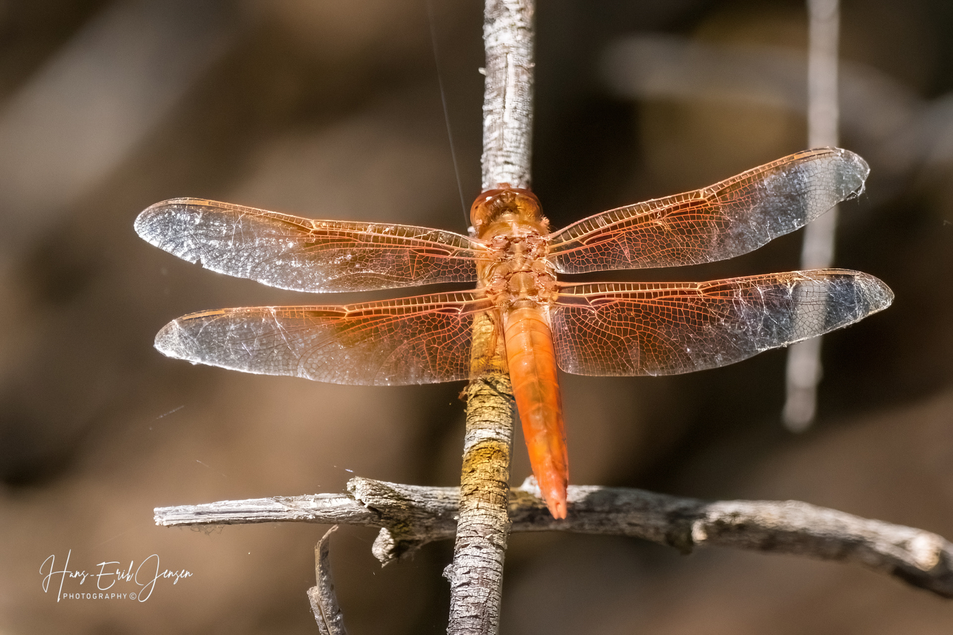 Dragonfly 58