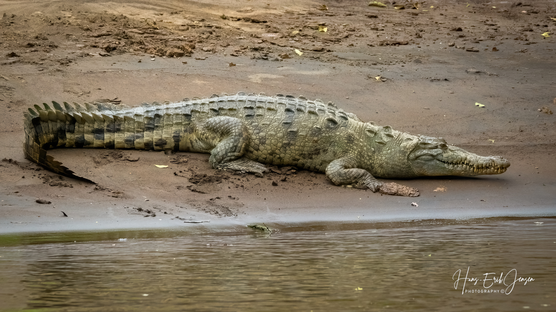 Reptile 40