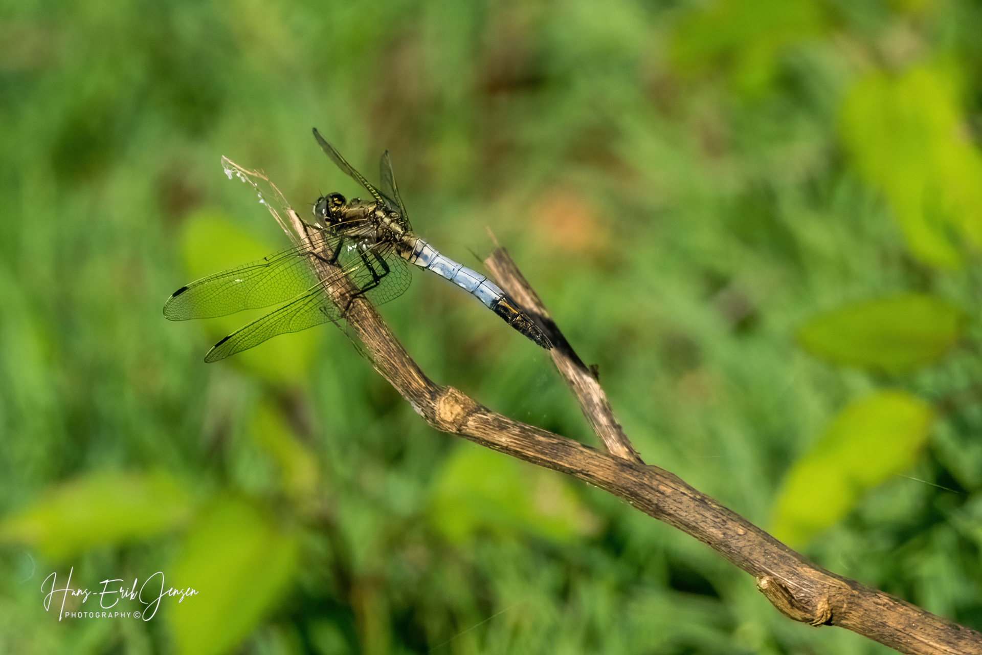 Dragonfly 57