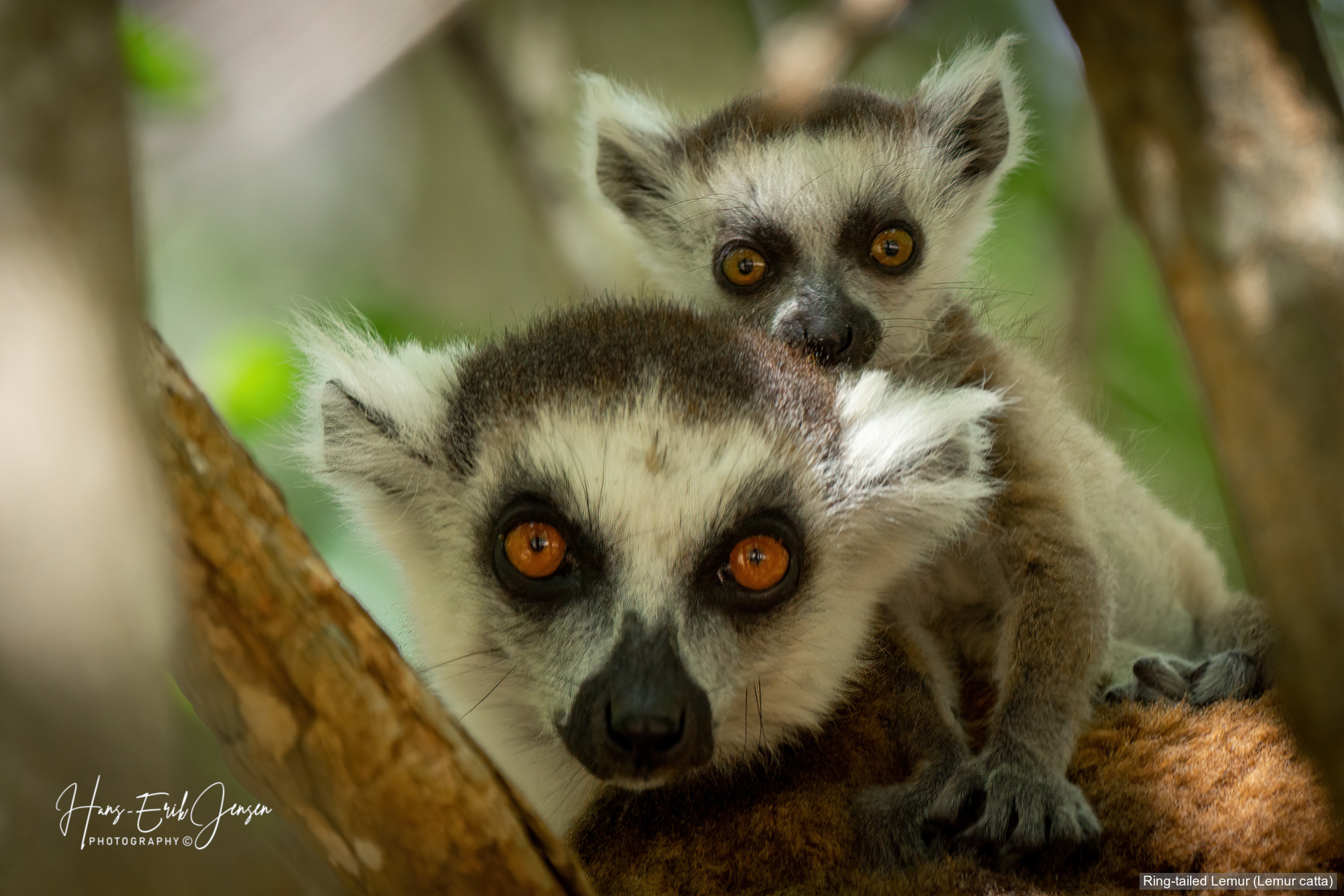 Lemur 1