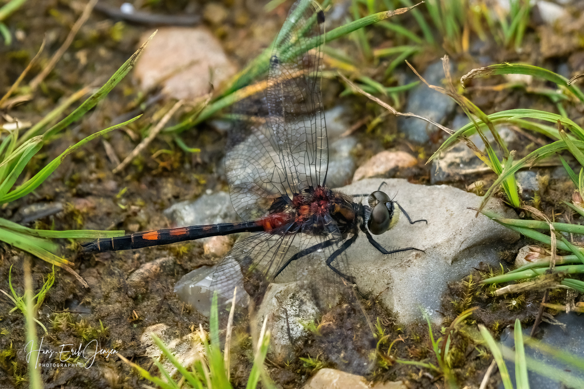 Dragonfly 65