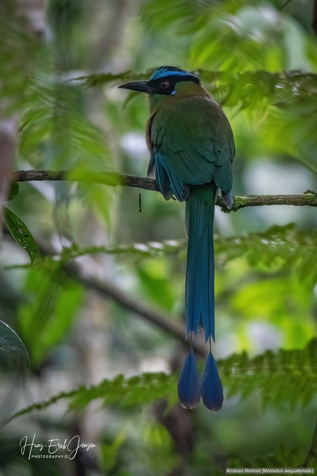 Bird 36