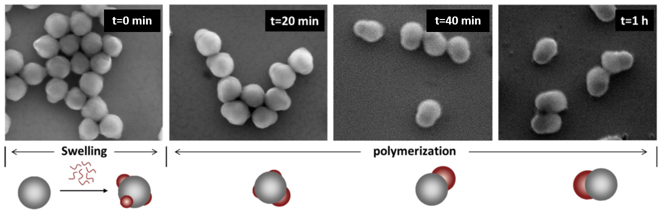 Morphology transition from multilobes to single protrusion during the polymerization with 4:1 methanol to seed ratio