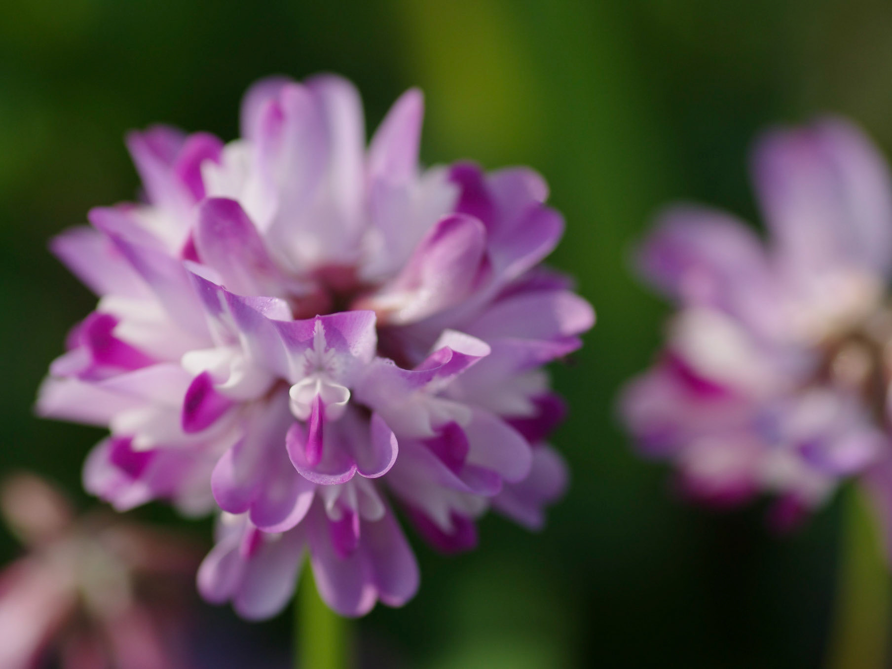Amdtott 野の草花 Amdtott 野の草花