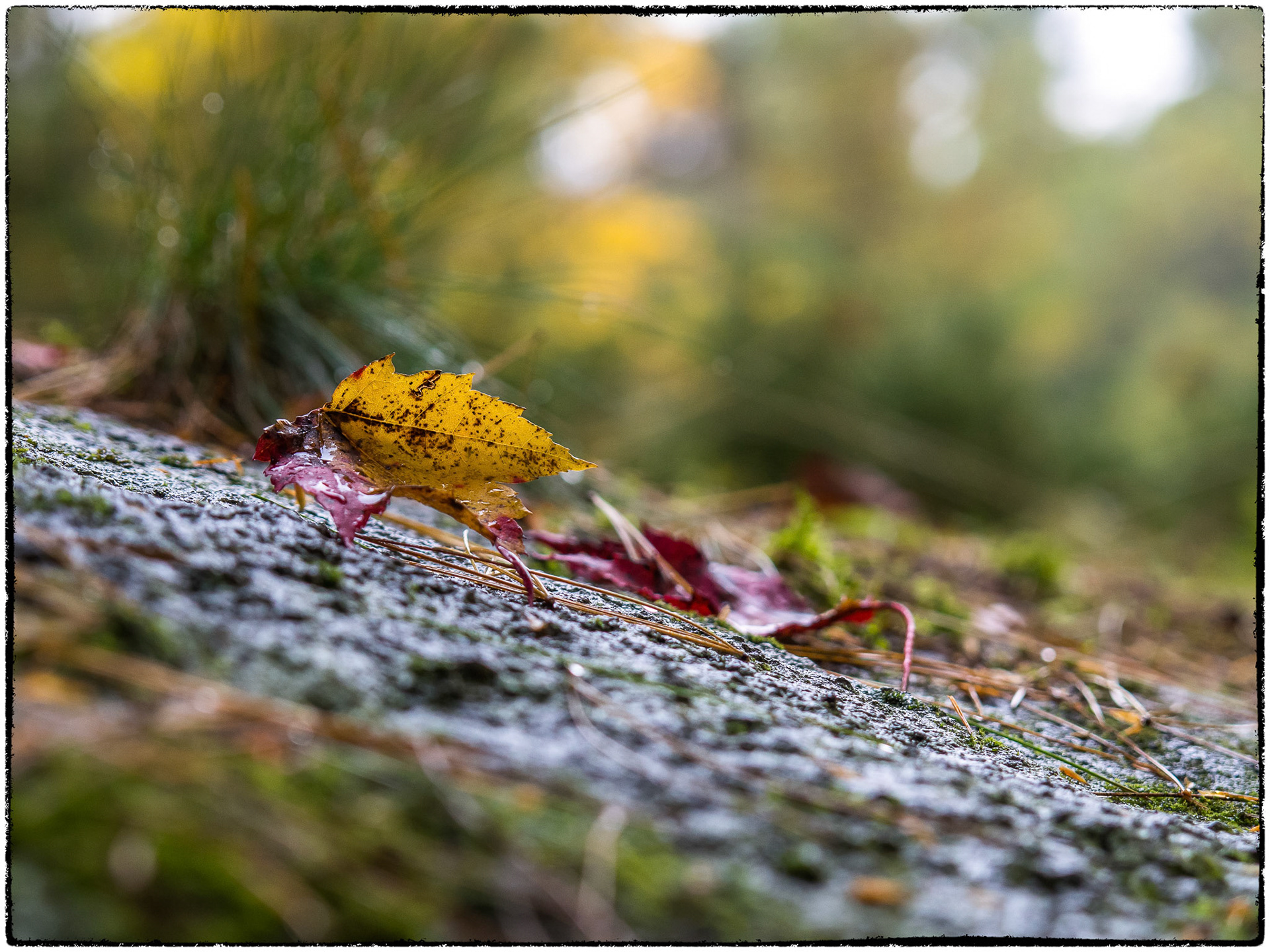 A leaf perched on rock