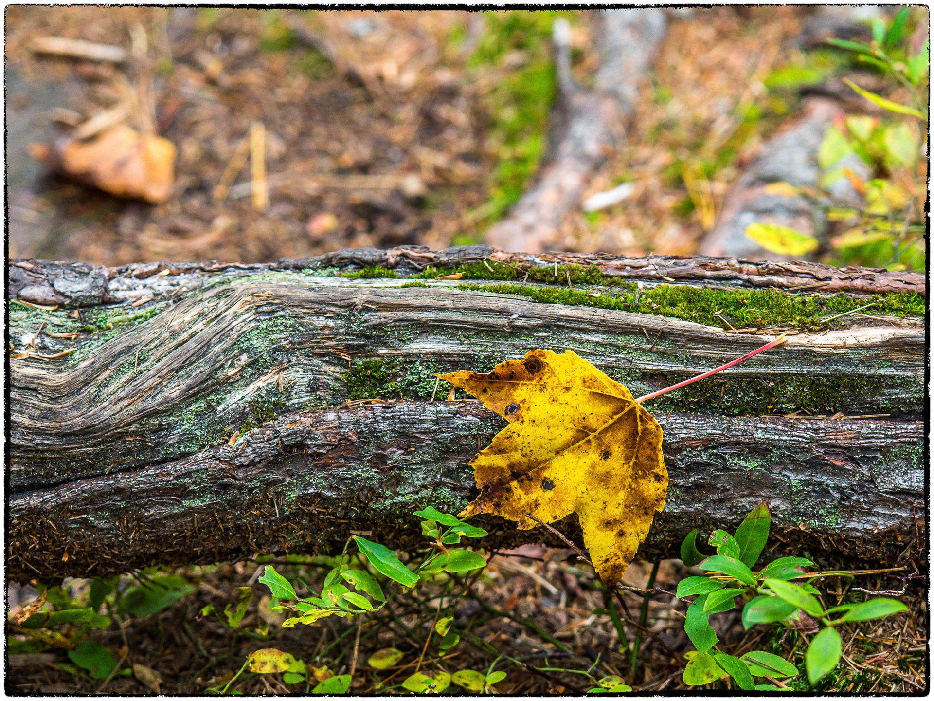 Blocking the path in the woods