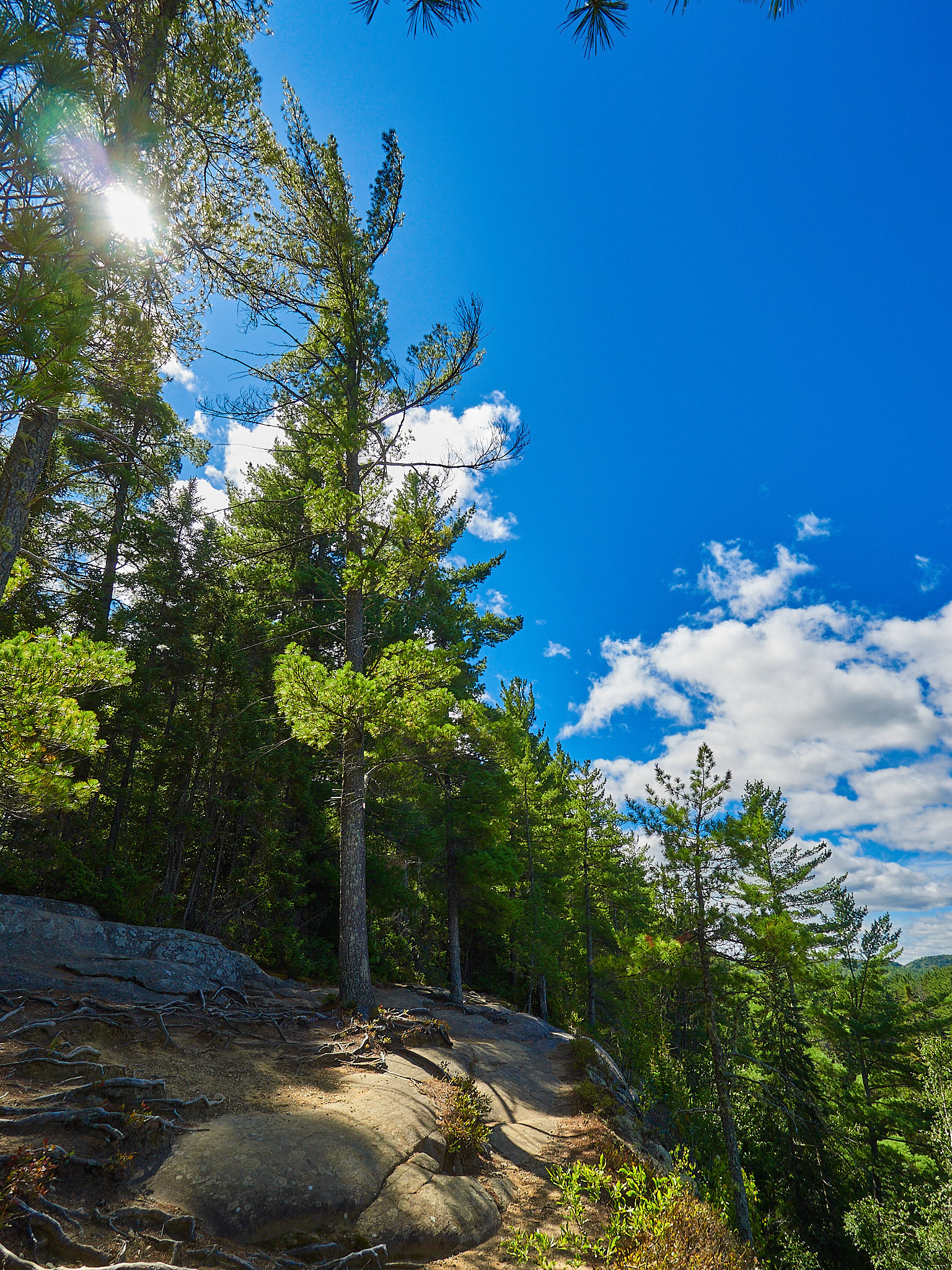 On the side of a cliff in Algonquin Park