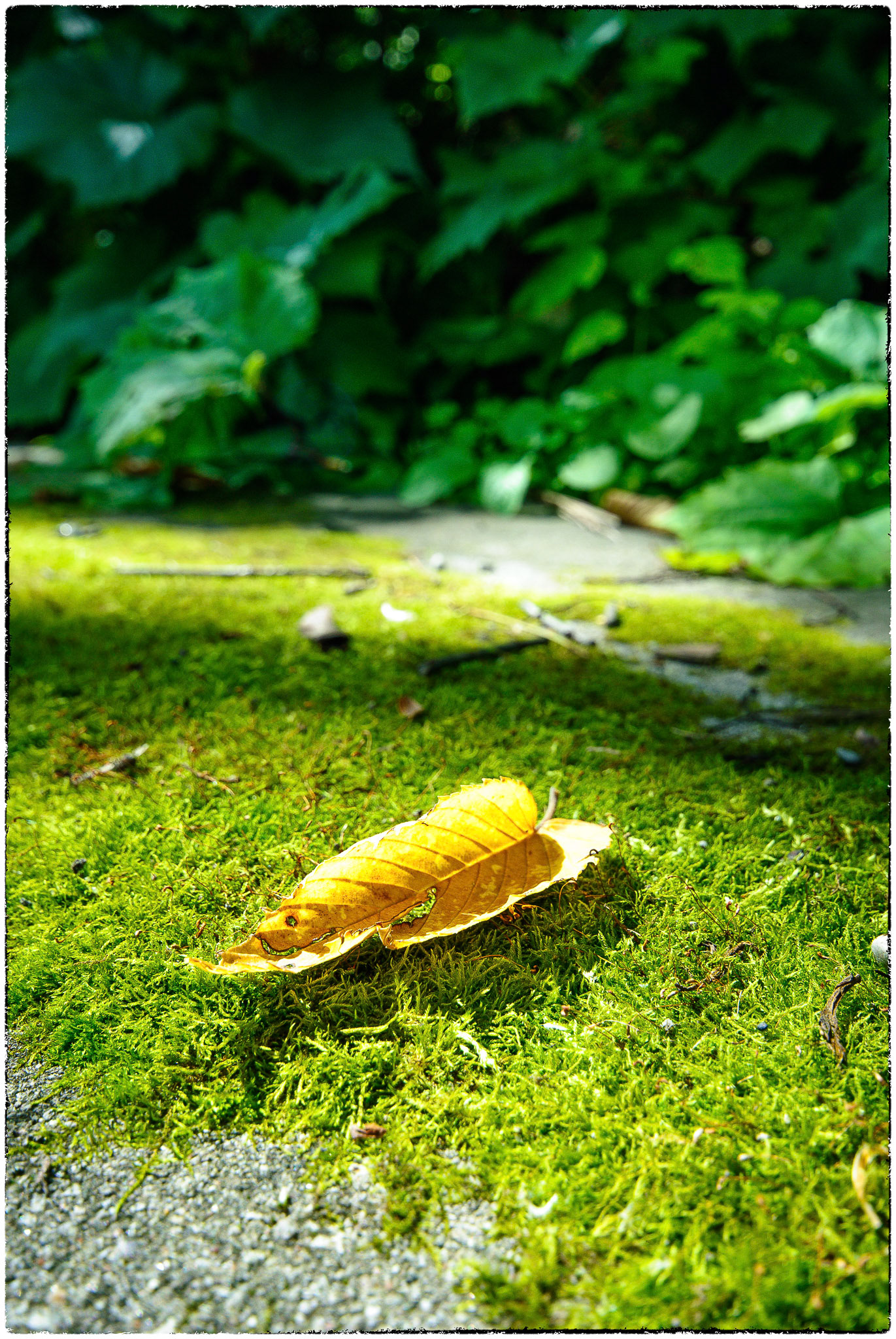 Turning early in this late August sun