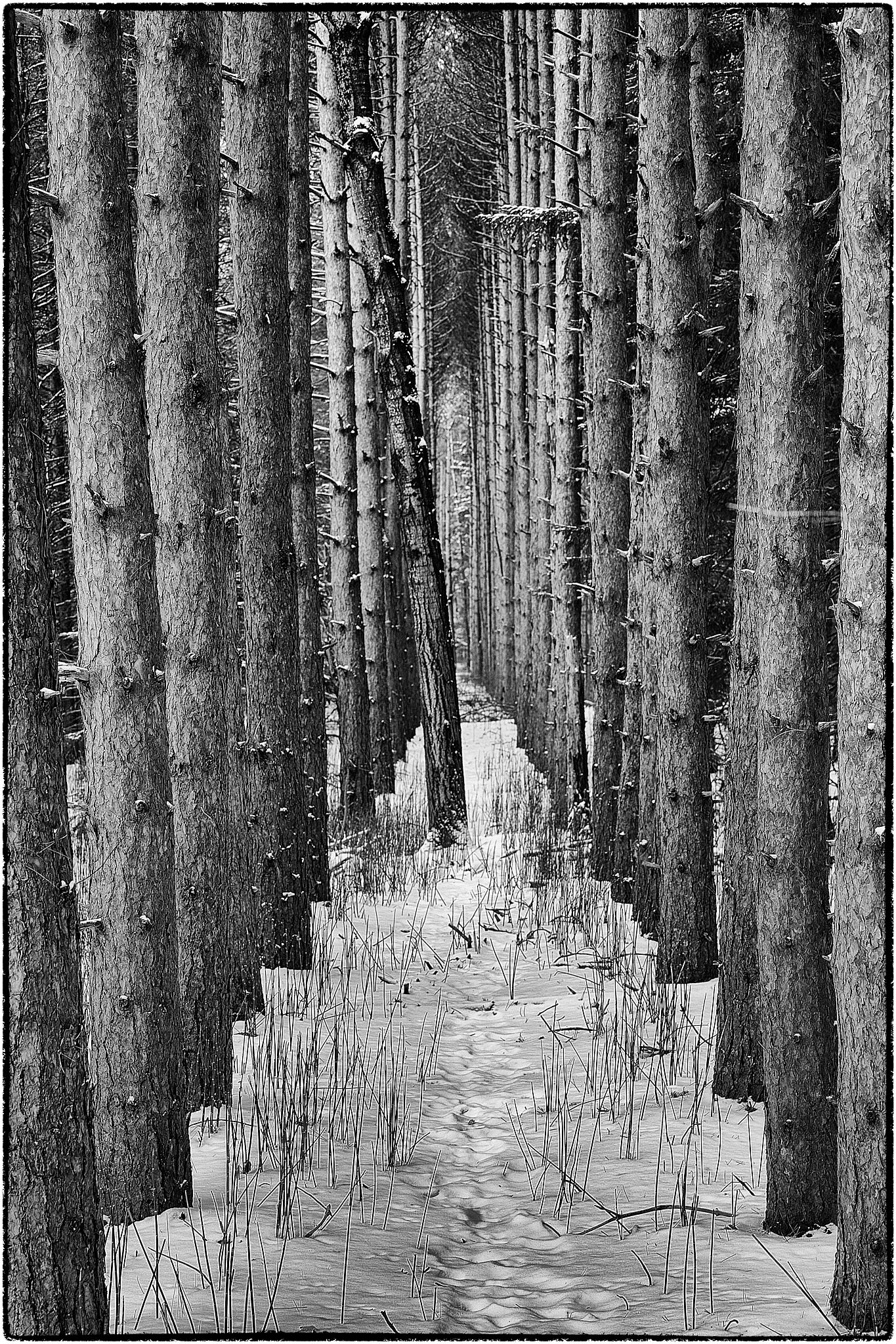 One trea in the middle of two rows.