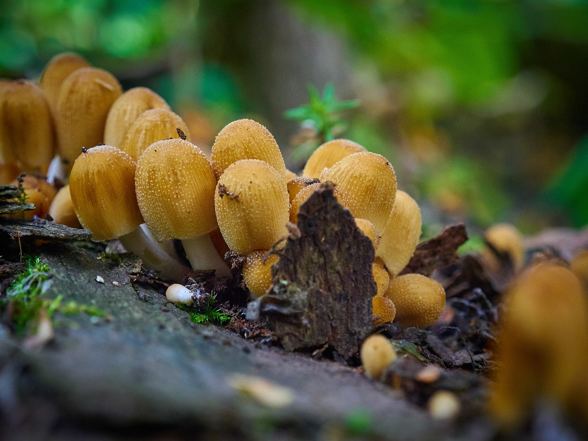 Just a gaggle on a log