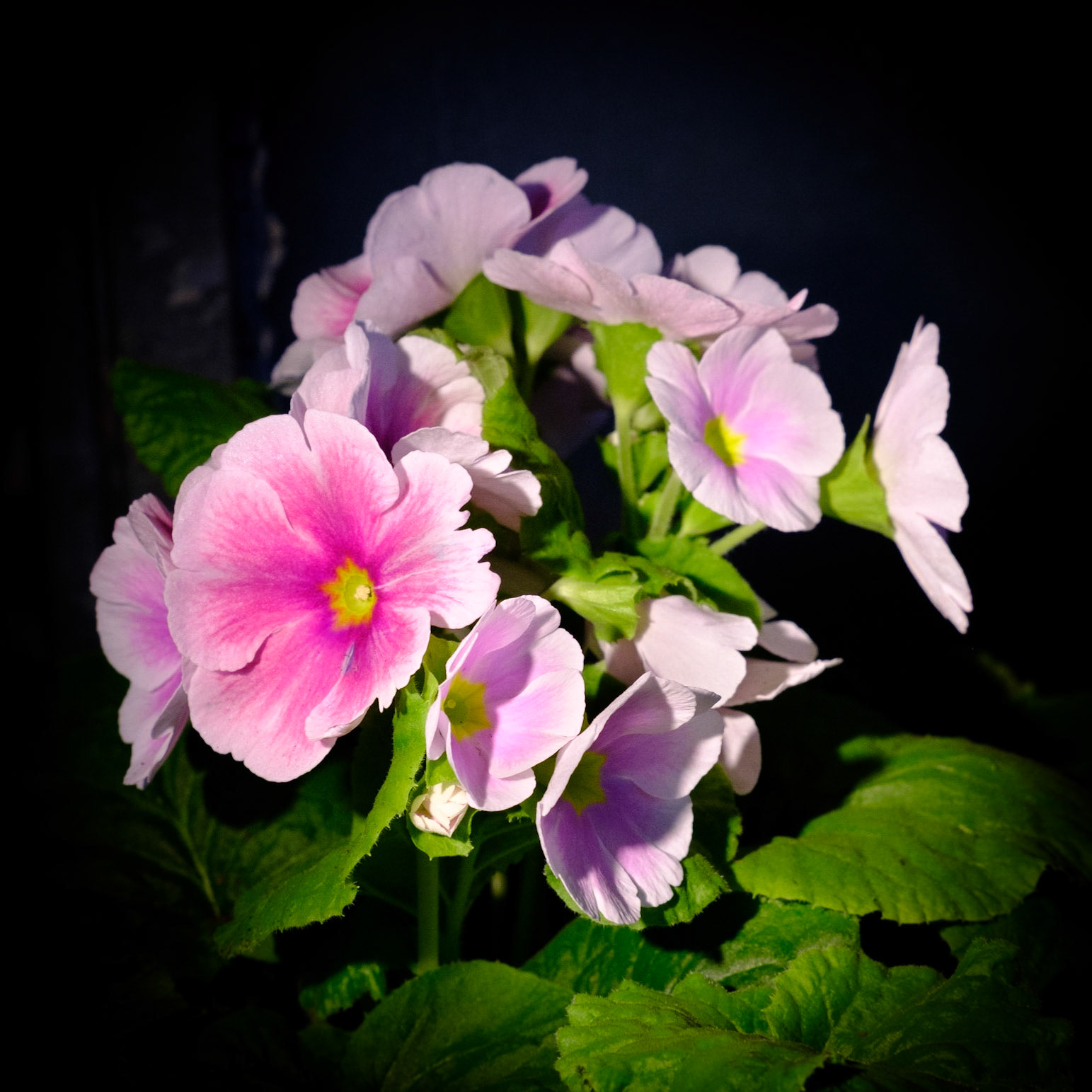 Chiaroscura