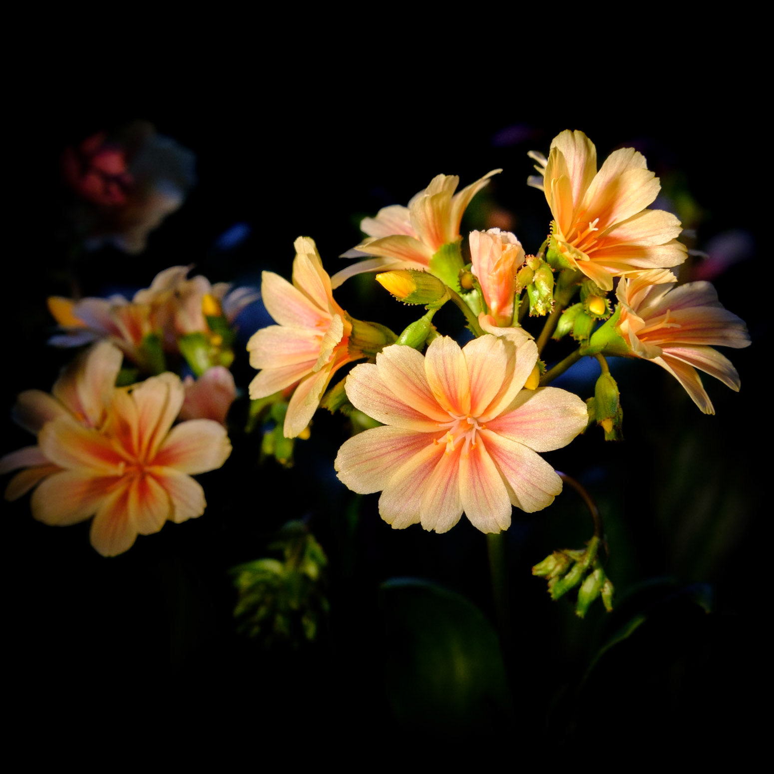Chiaroscura