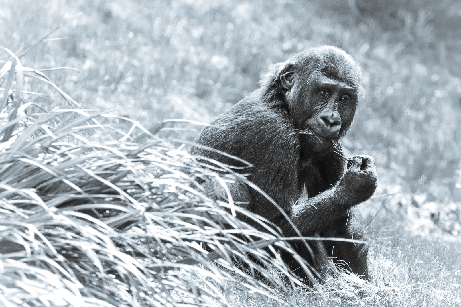 Westelijke laaglandgorilla