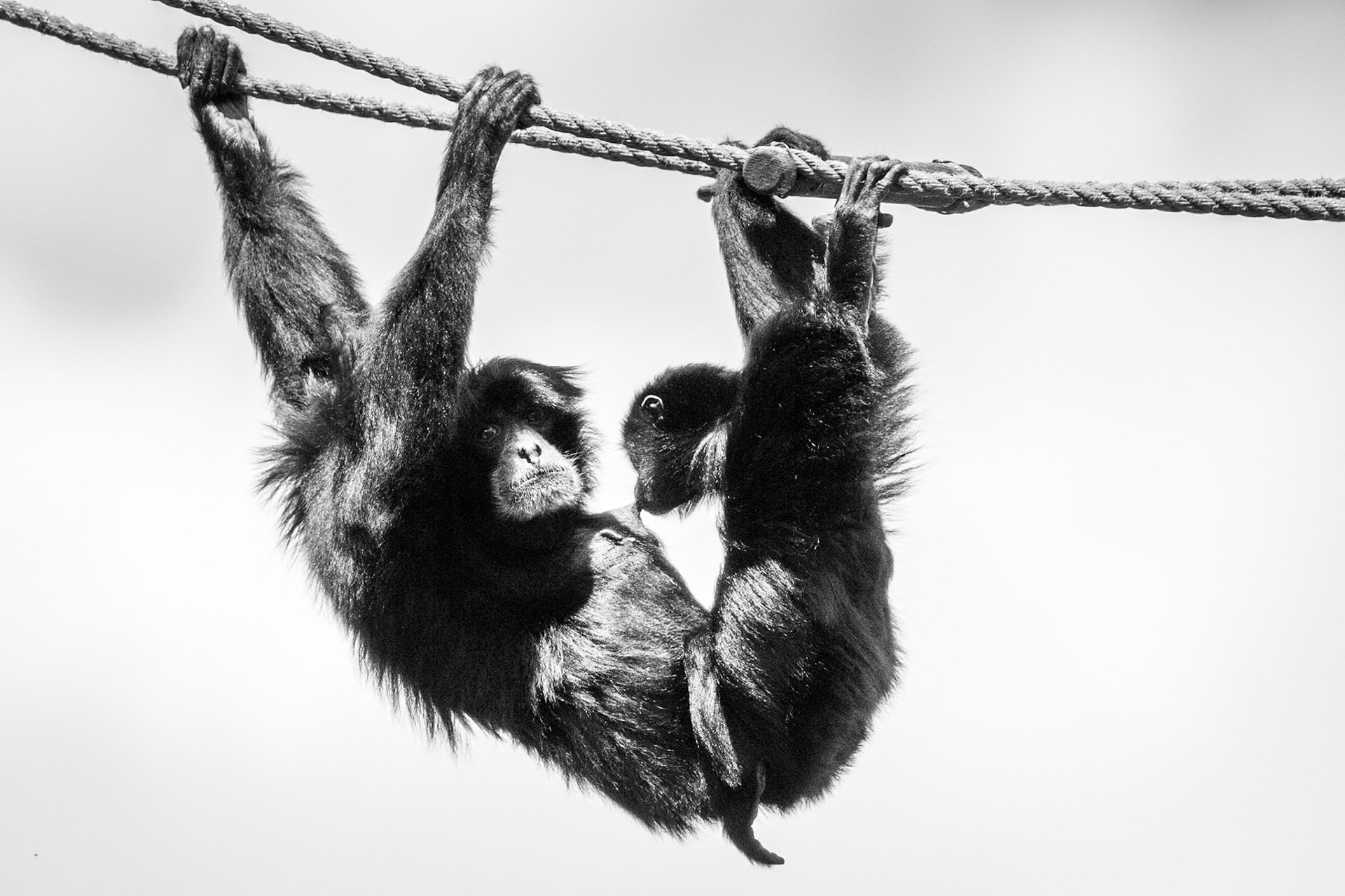 Siamang