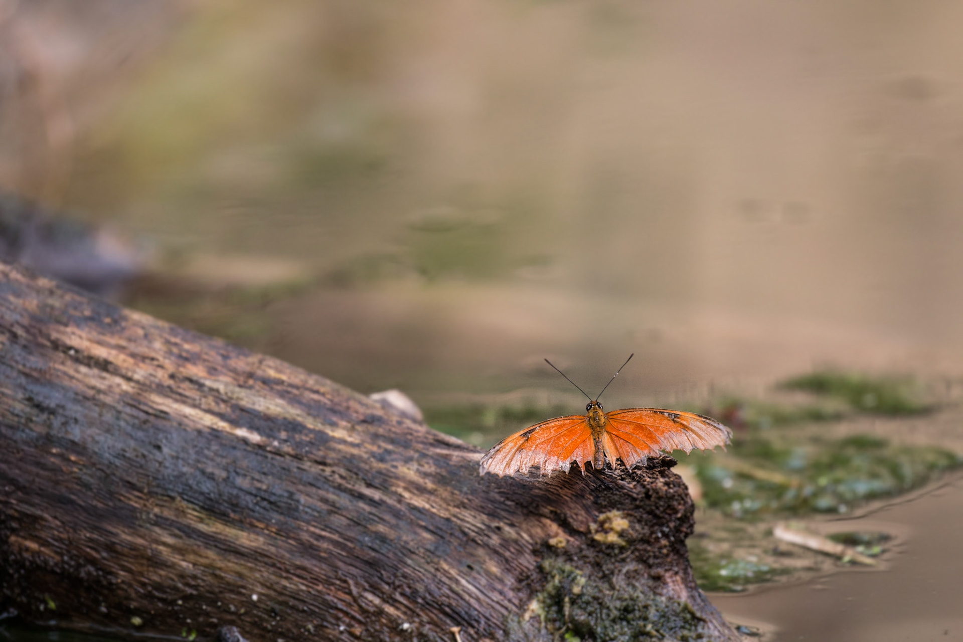 Oranje passiebloemvlinder