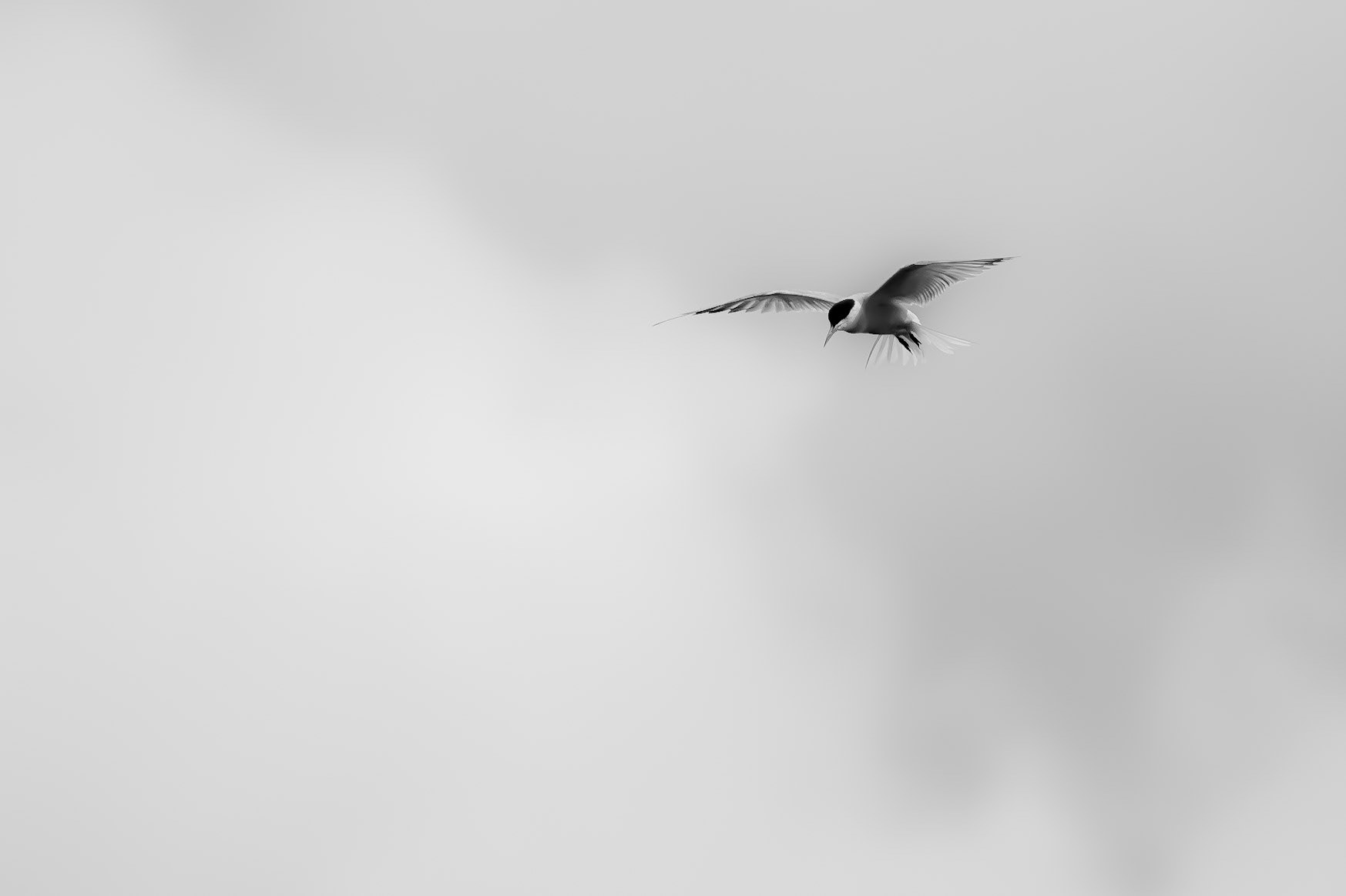Visdief