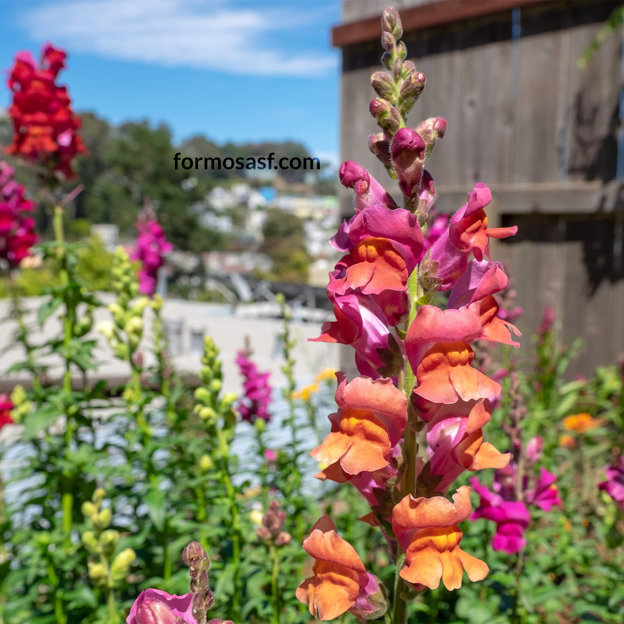 Snapdragon (Antirrhinum majus) Glen Park, San Francisco, California