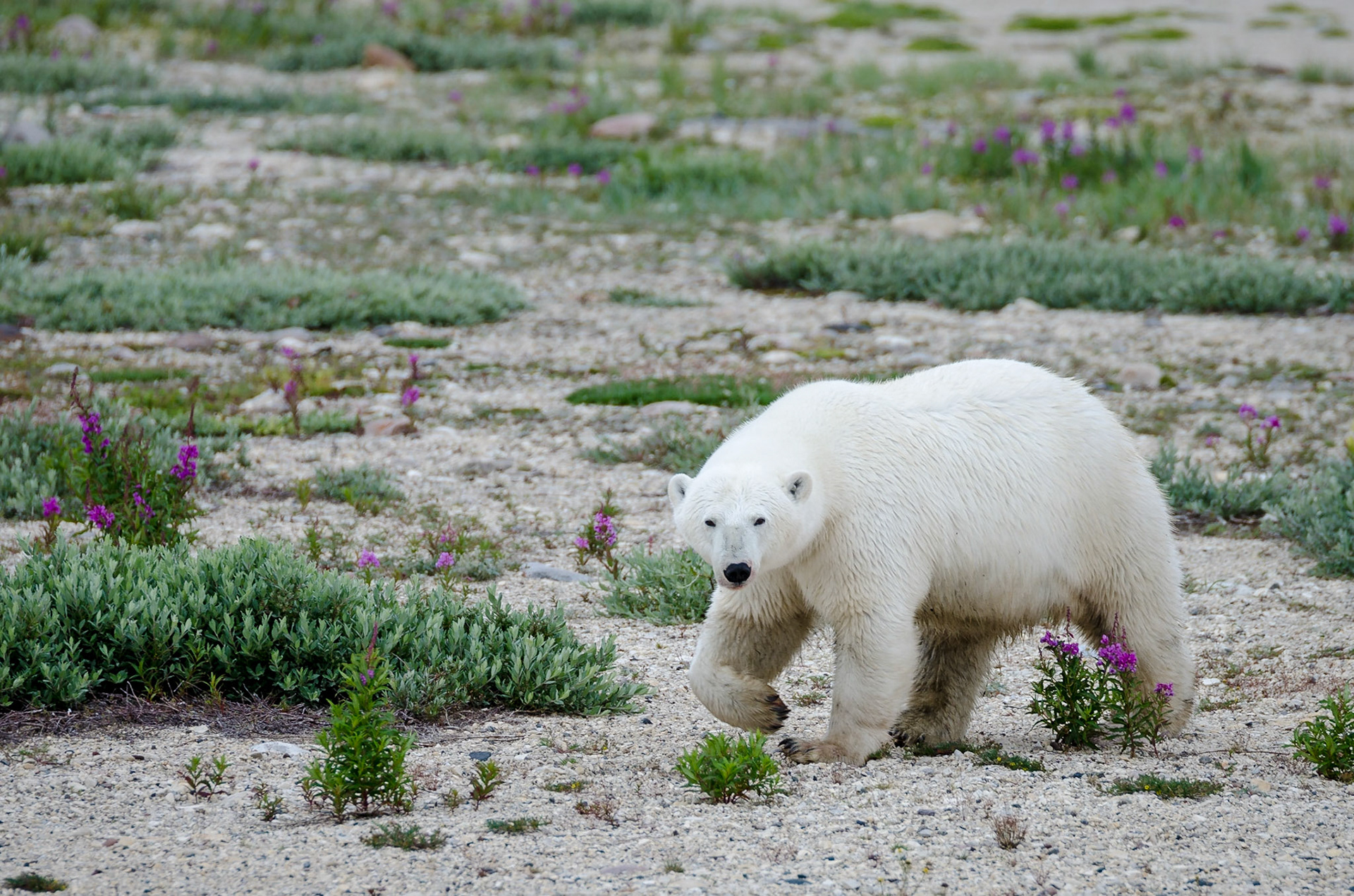 Churchill, Manitoba, Canada