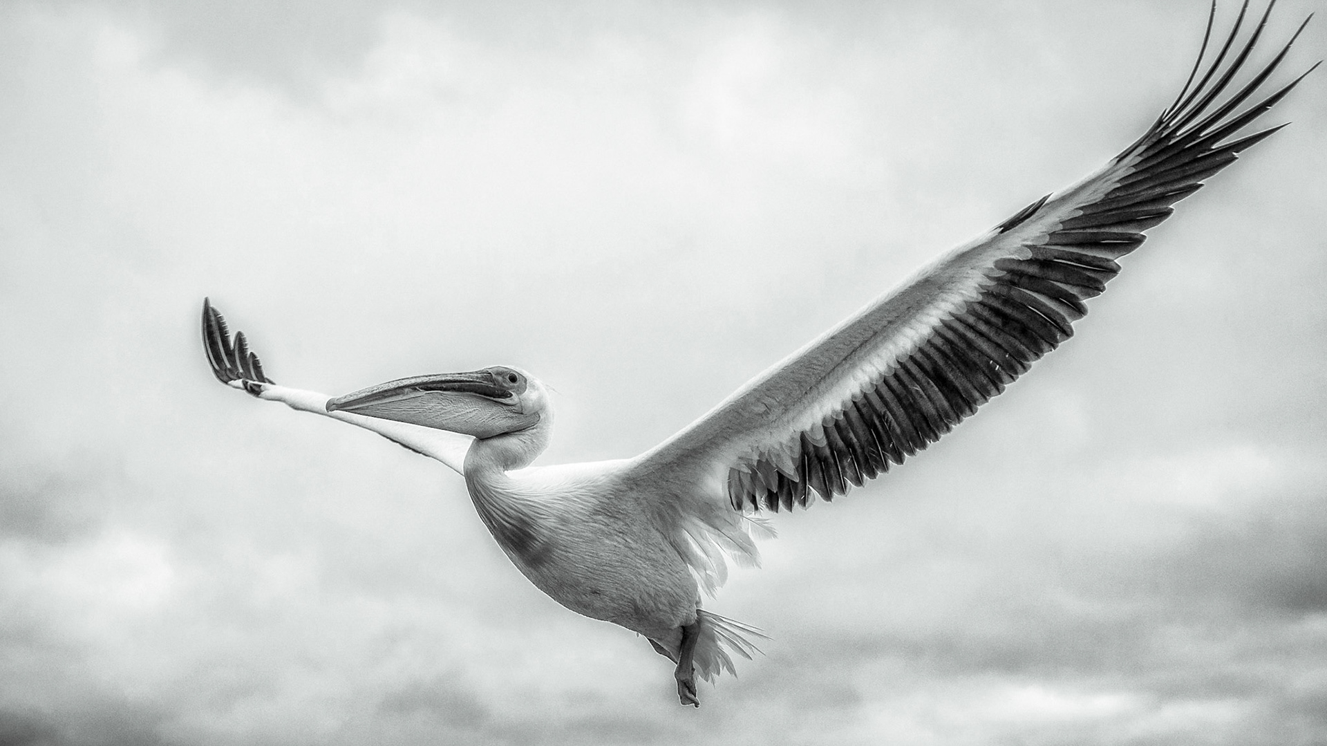 Eastern White Pelican, Rosy Pelican or White Pelican (Pelecanus onocrotalus), Walvisbaai, Namibia, 2012.