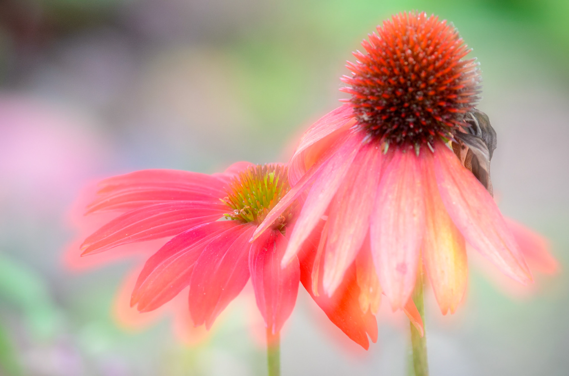 Reflections of bloom and decay