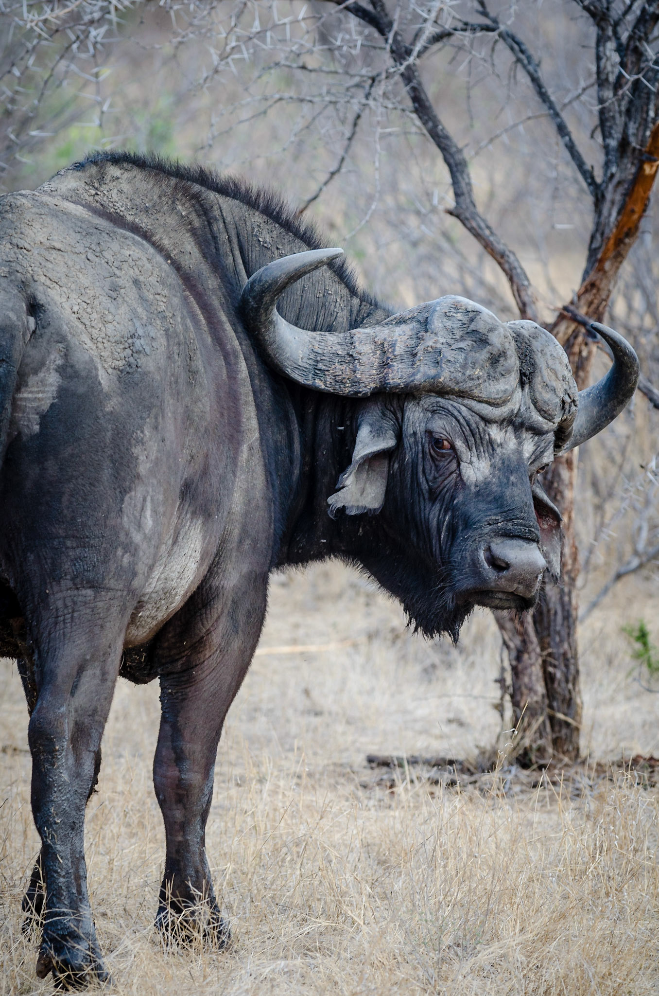 Syncerus caffer, Mpumalanga, South Africa, 2014