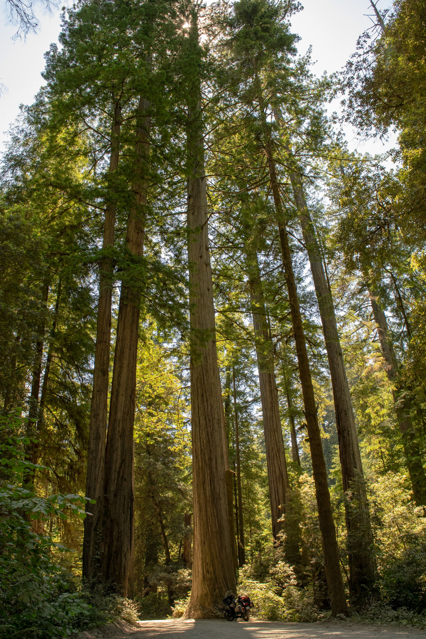 Redwood NAtional Park, USA