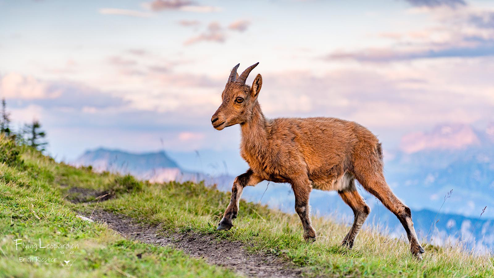 Alpensteinbock (Capra ibex - Alpine ibex) im letzten Abendlicht.