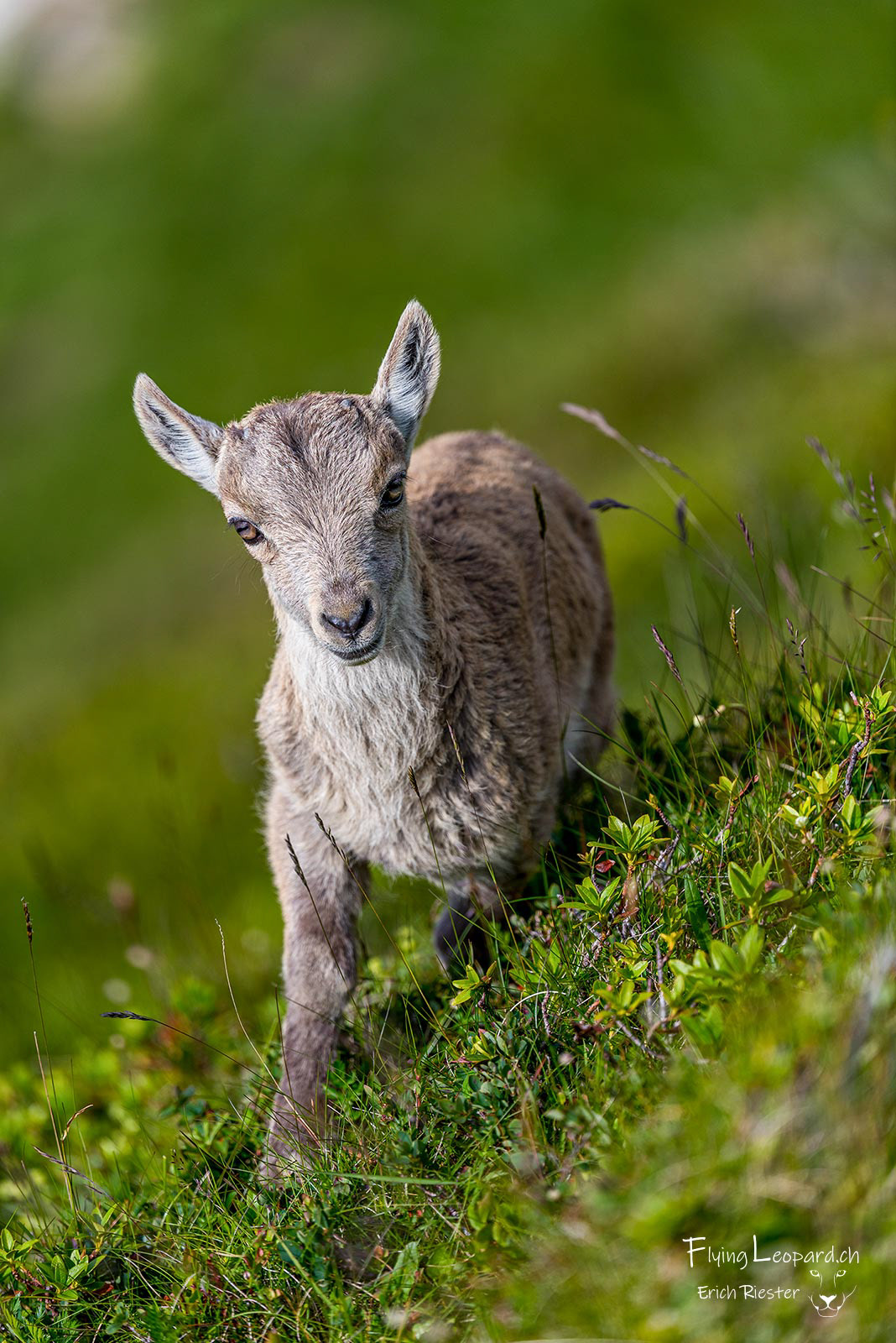 Alpensteinbock (Capra ibex - Alpine ibex)